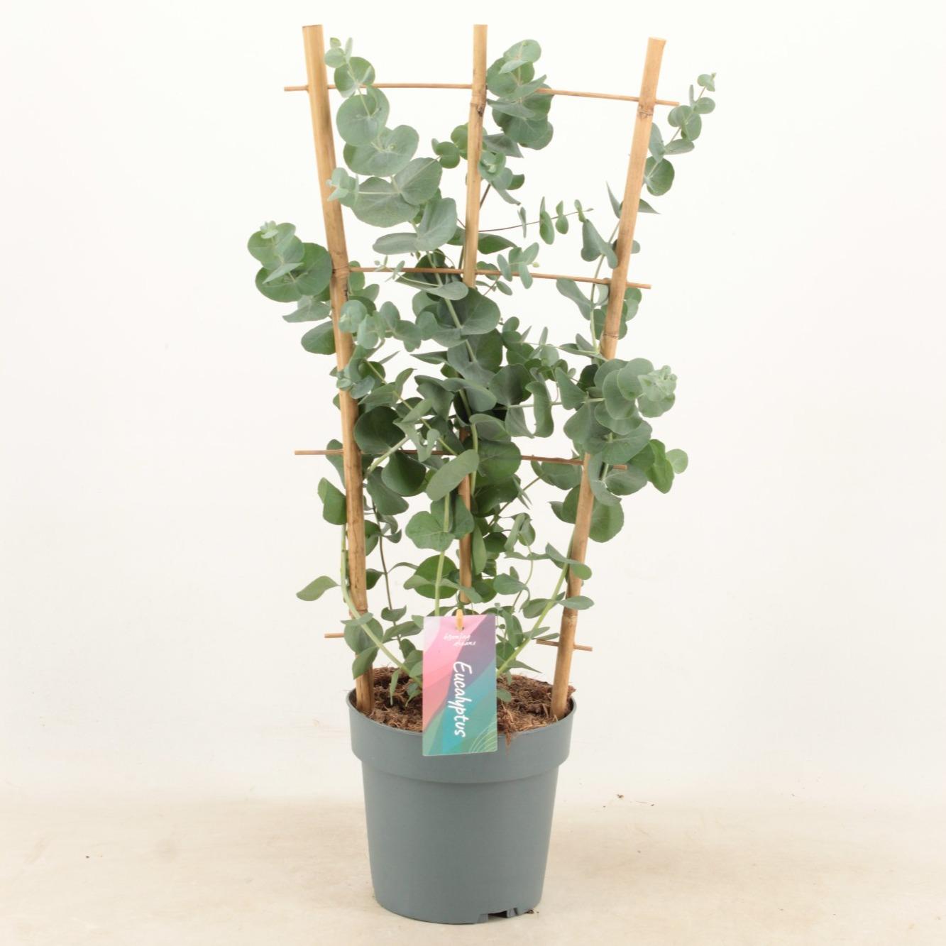 Eucalyptus cinerea - Eukalyptus &