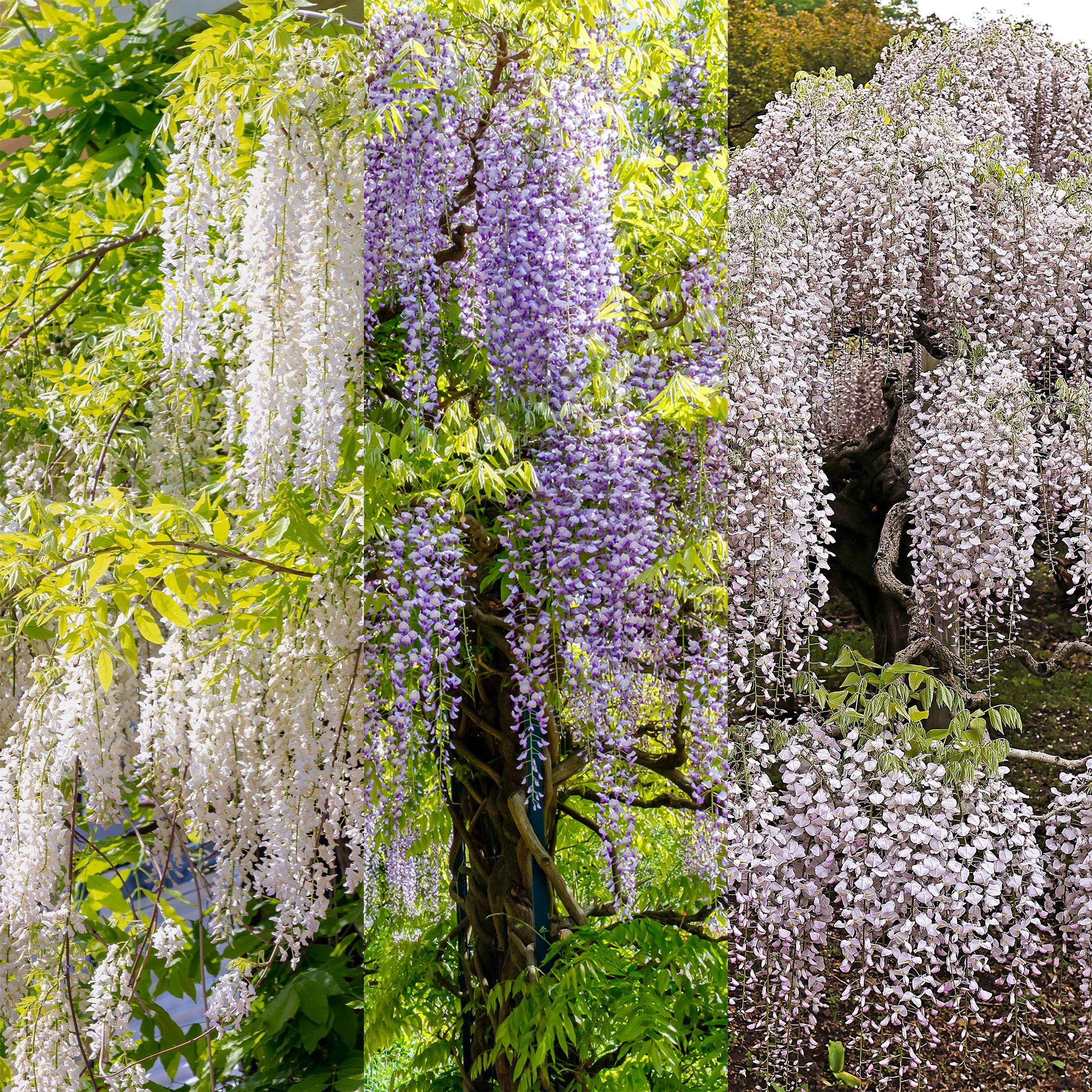 Wisteria floribunda - Japanische Blauregen