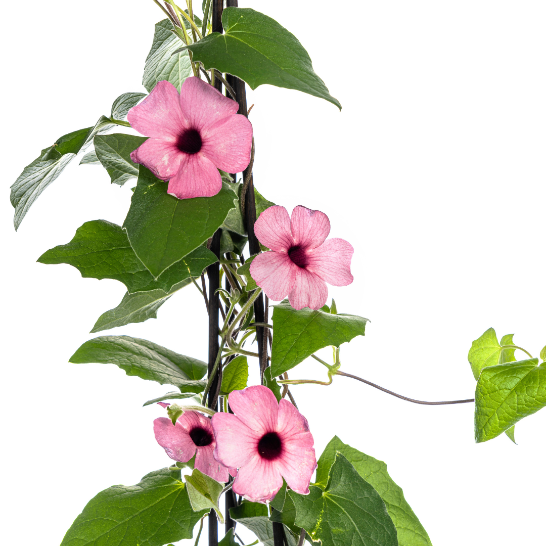 Thunbergia alata &