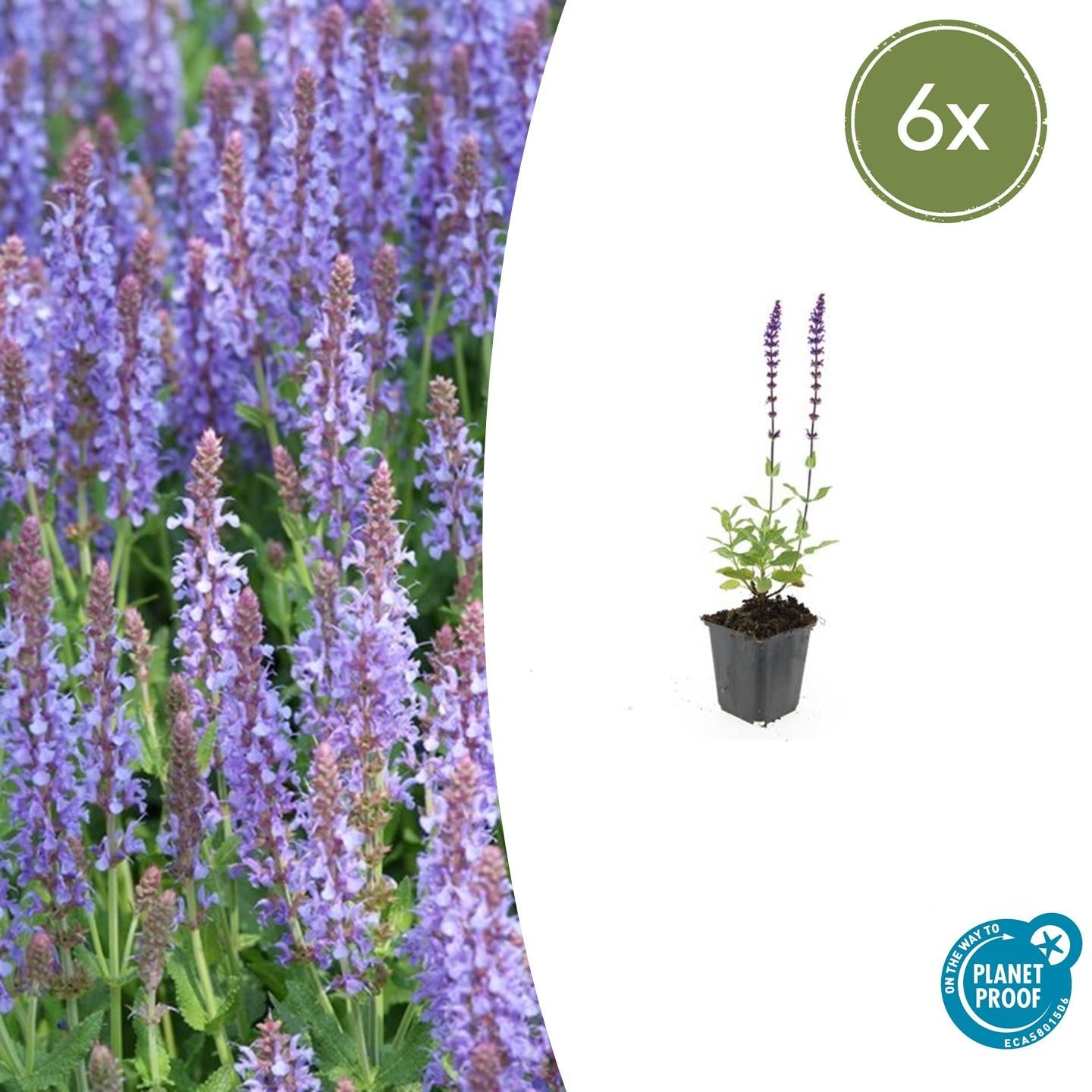 Salvia nemorosa - Verschiedene Sorten winterharter Hain-Salbei