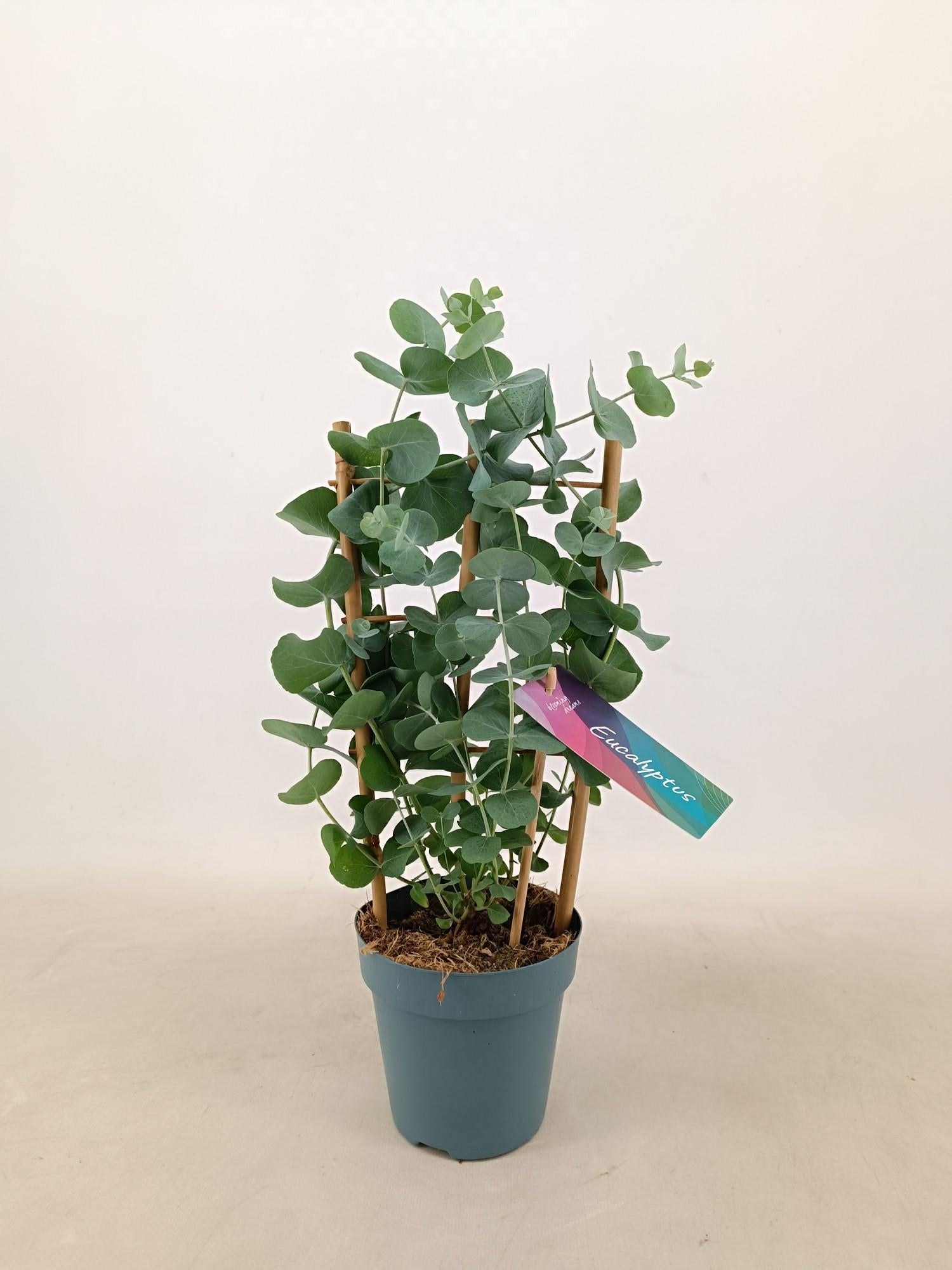 Eucalyptus cinerea - Eukalyptus &