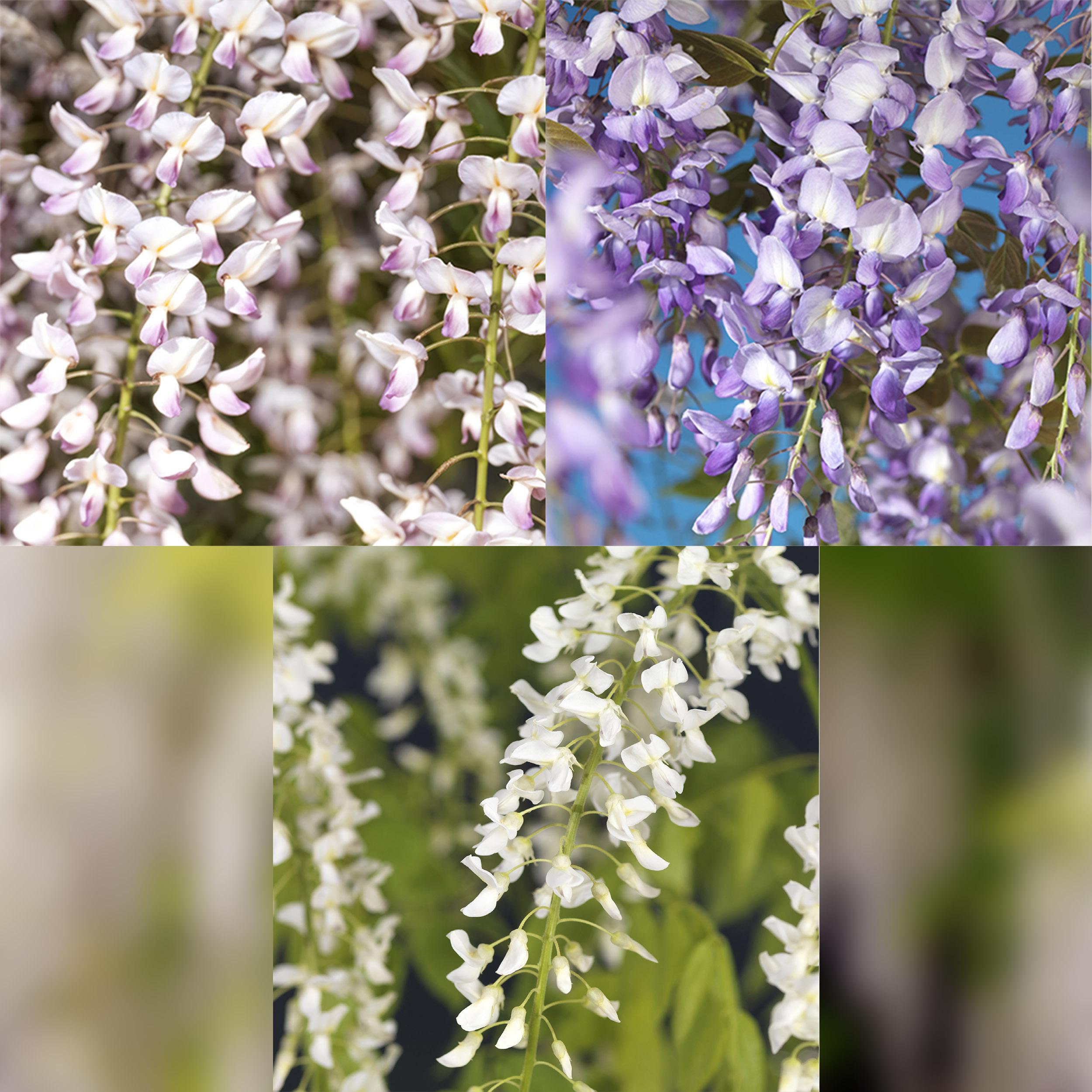 Wisteria floribunda - Japanische Blauregen
