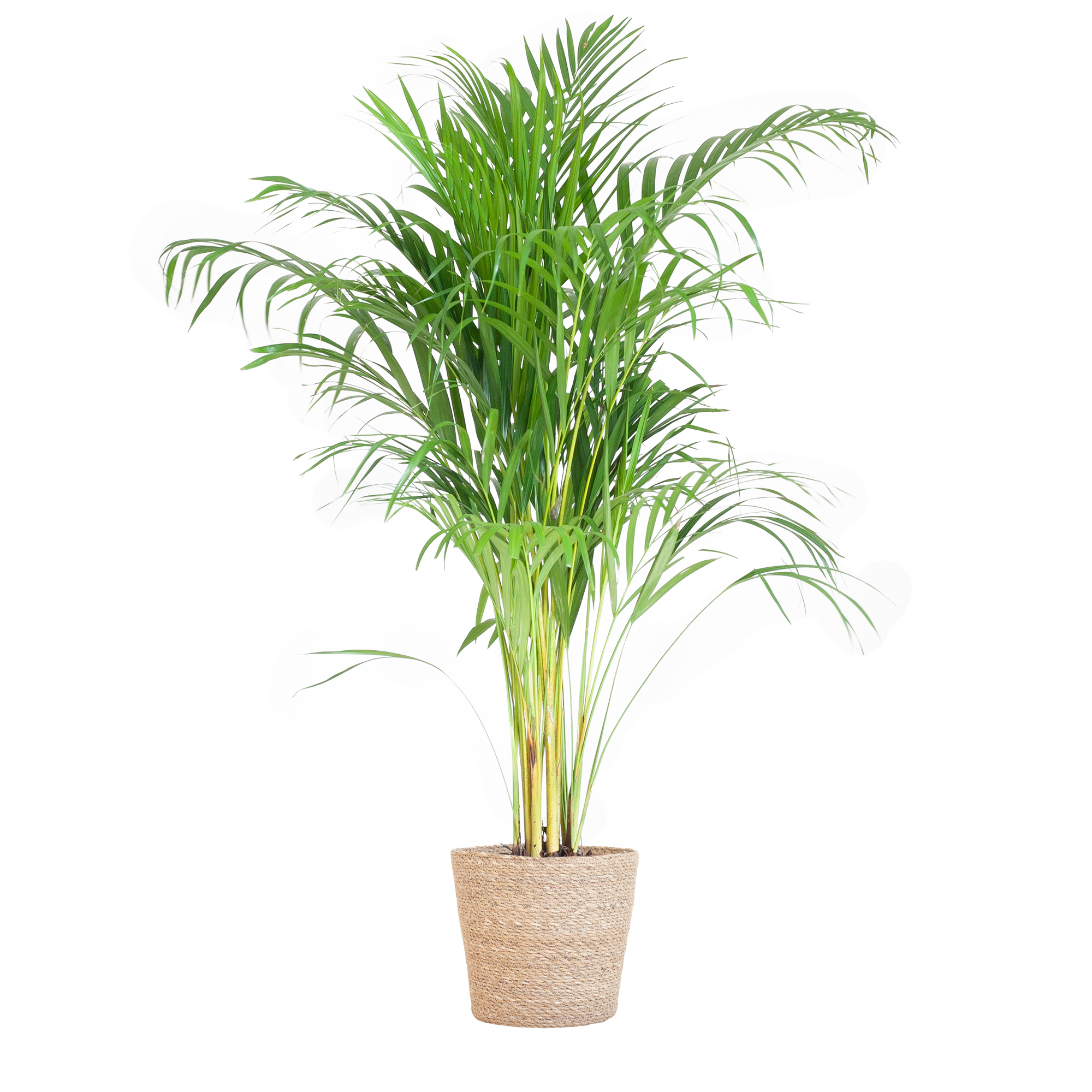 Dypsis lutescens - Areca-, Goldfruchtpalme mit Topf