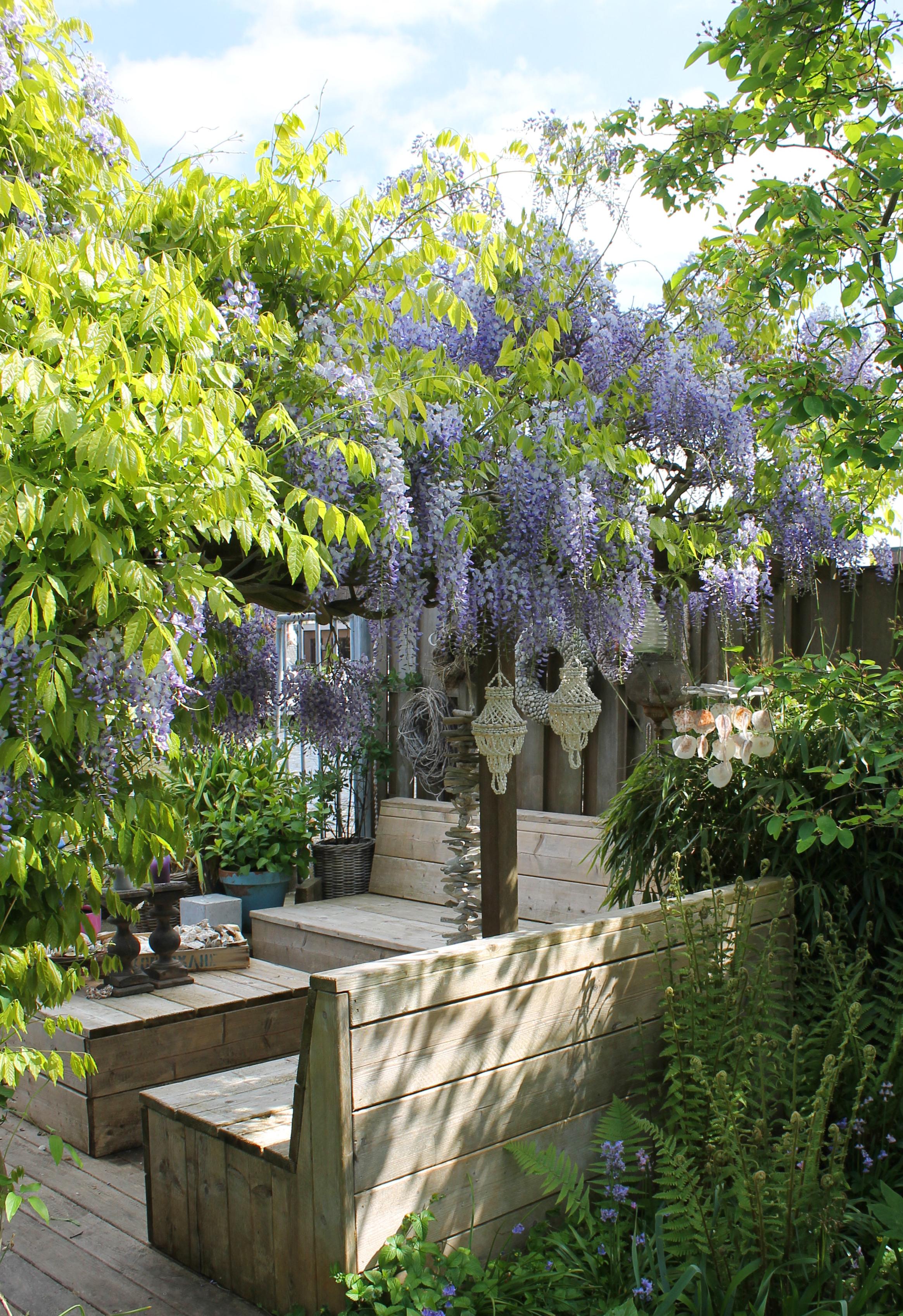 Wisteria sinensis - Chinesischer Blauregen