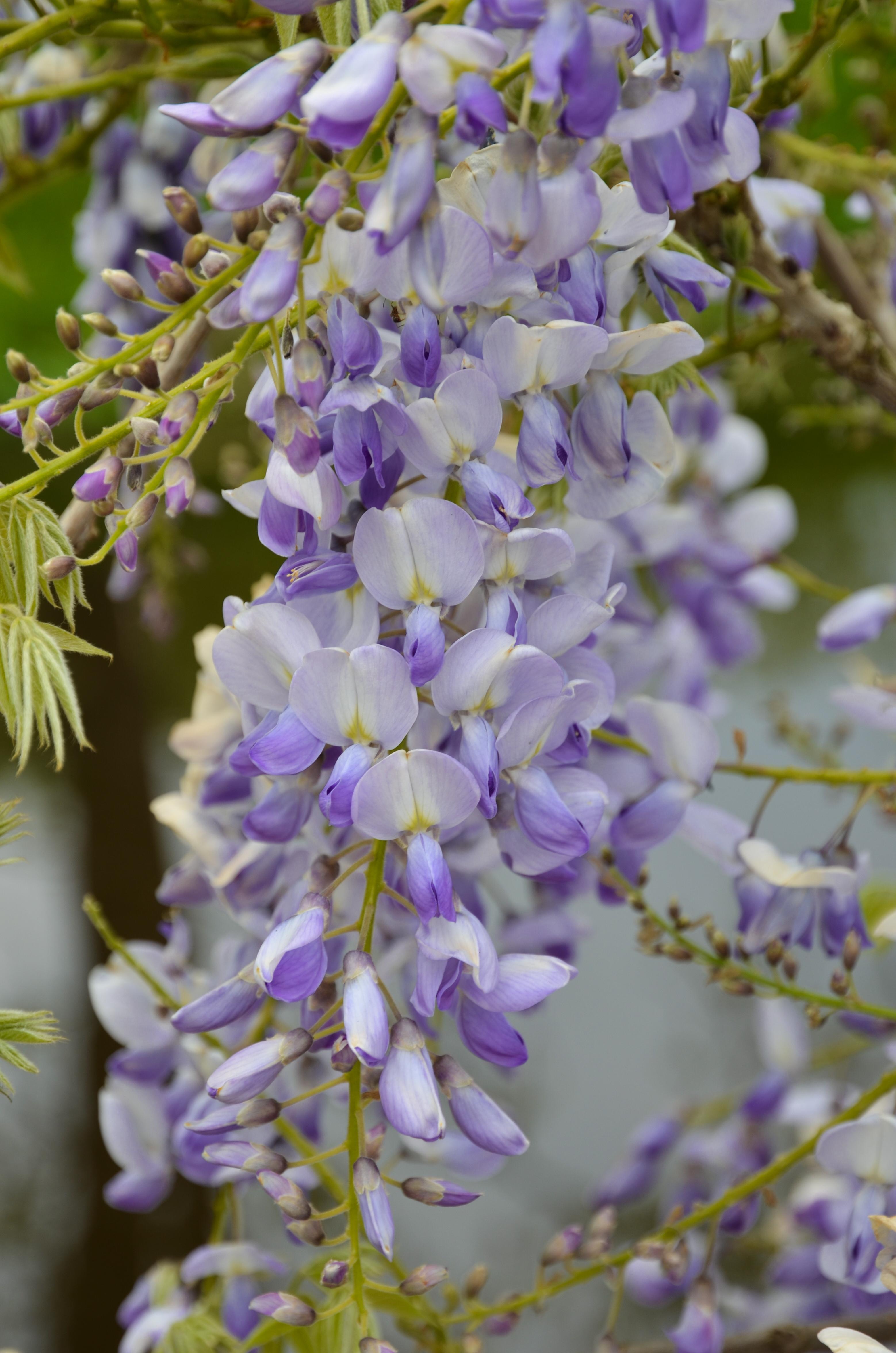 Wisteria sinensis - Chinesischer Blauregen