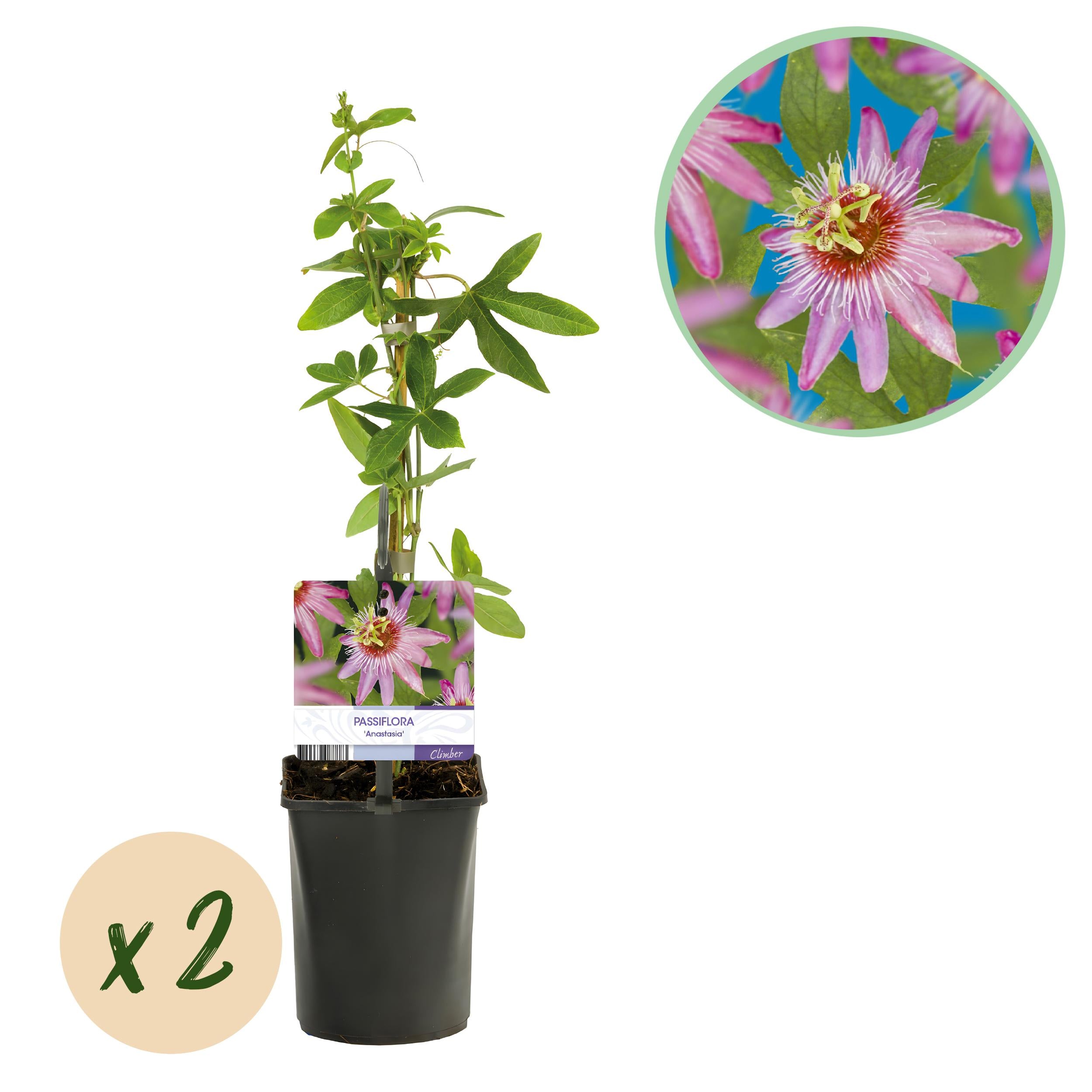 Bild für Variante ↨30 – 40cm・⌀11cm・Sorte &