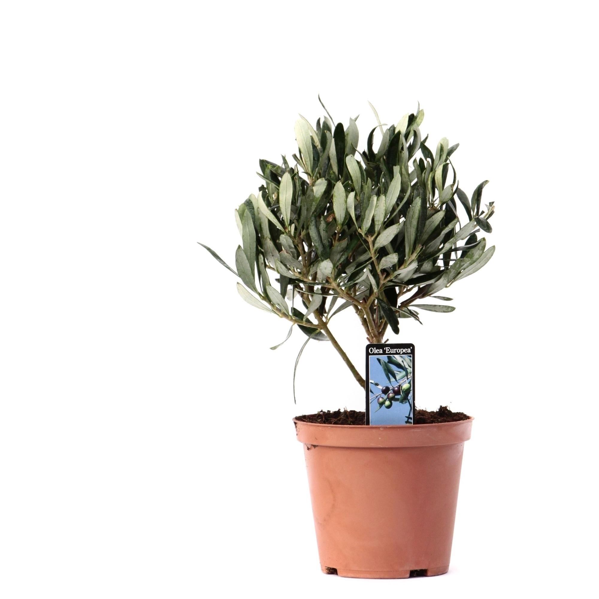 Olea europea - Olivenbaum, Ölbaum