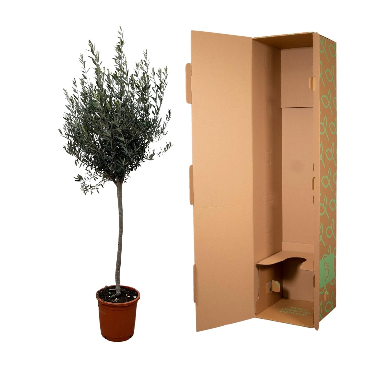 Olea europea - Olivenbaum, Ölbaum