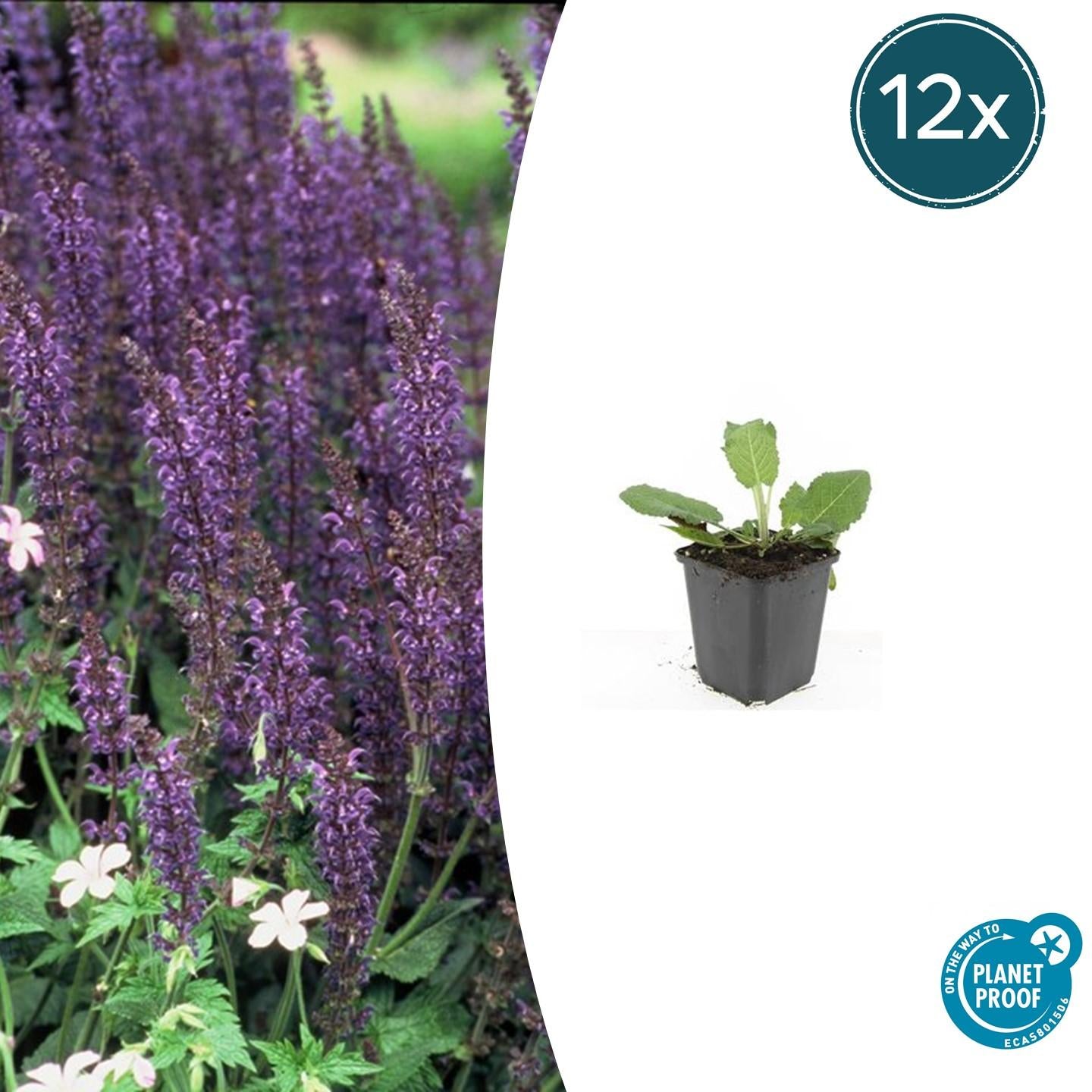 Salvia nemorosa - Verschiedene Sorten winterharter Hain-Salbei