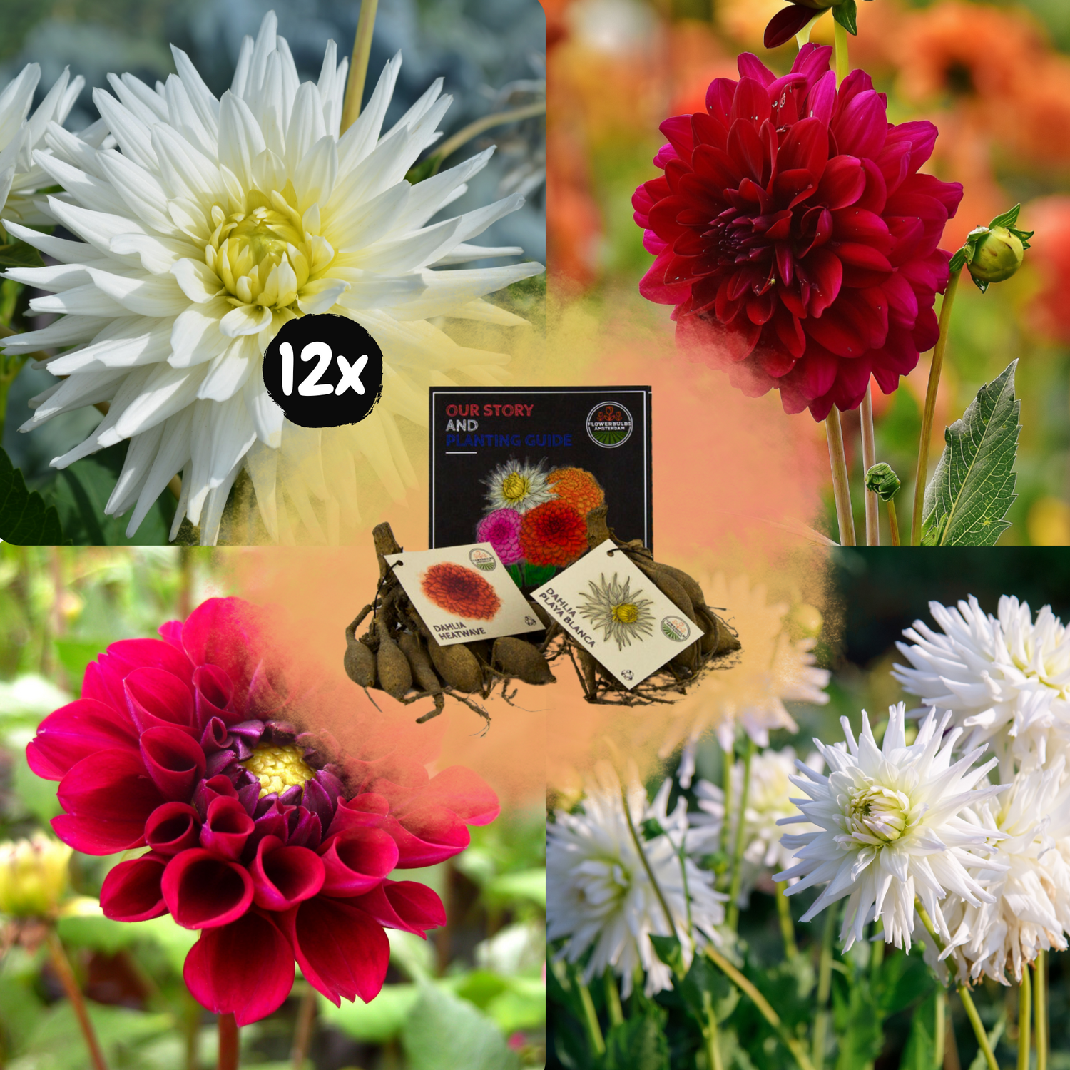 Dahlia - Verschiedene Sorten Dahlienknollen