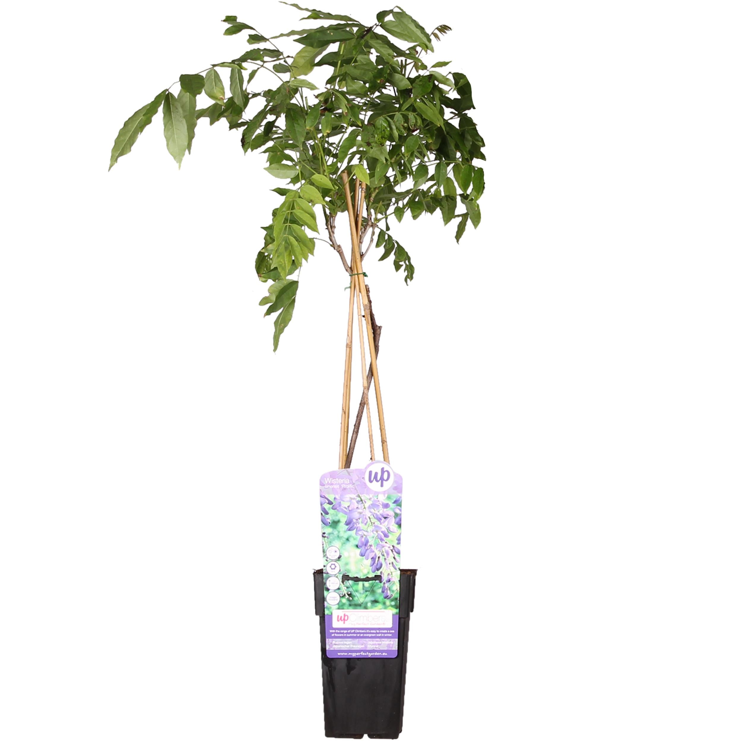 Bild für Variante ↨50 – 70cm・⌀15cm・blau-violette Blüten