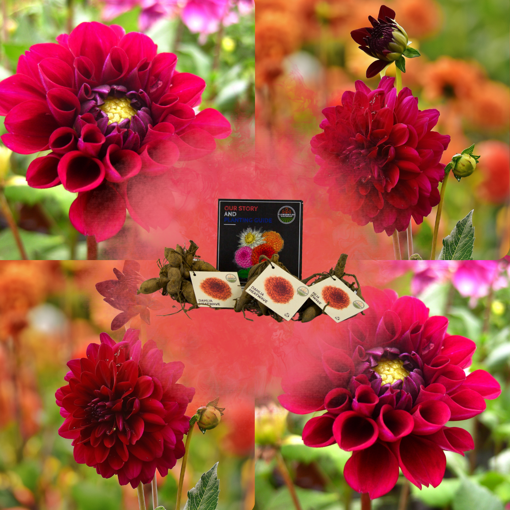 Dahlia - Verschiedene Sorten Dahlienknollen