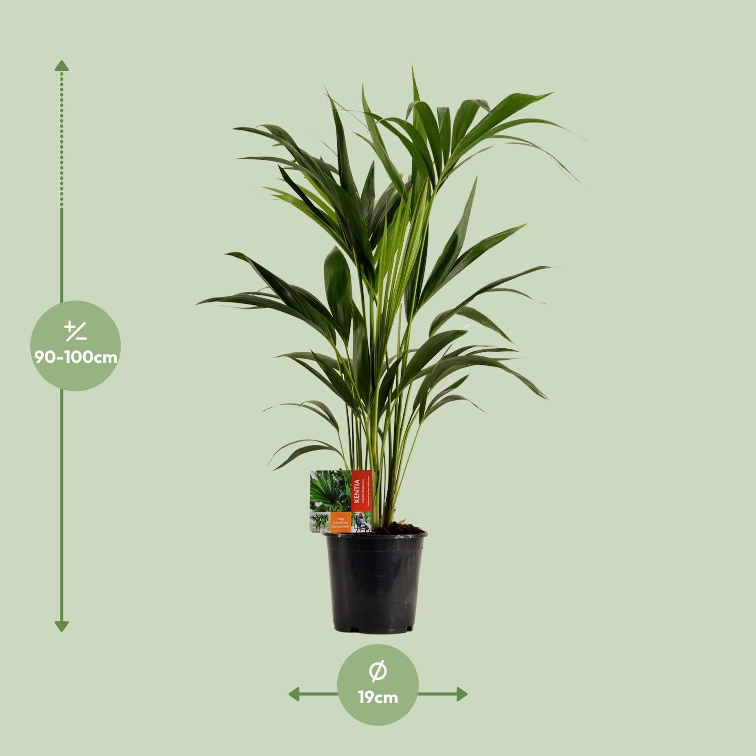 Howea forsteriana - Kentiapalme