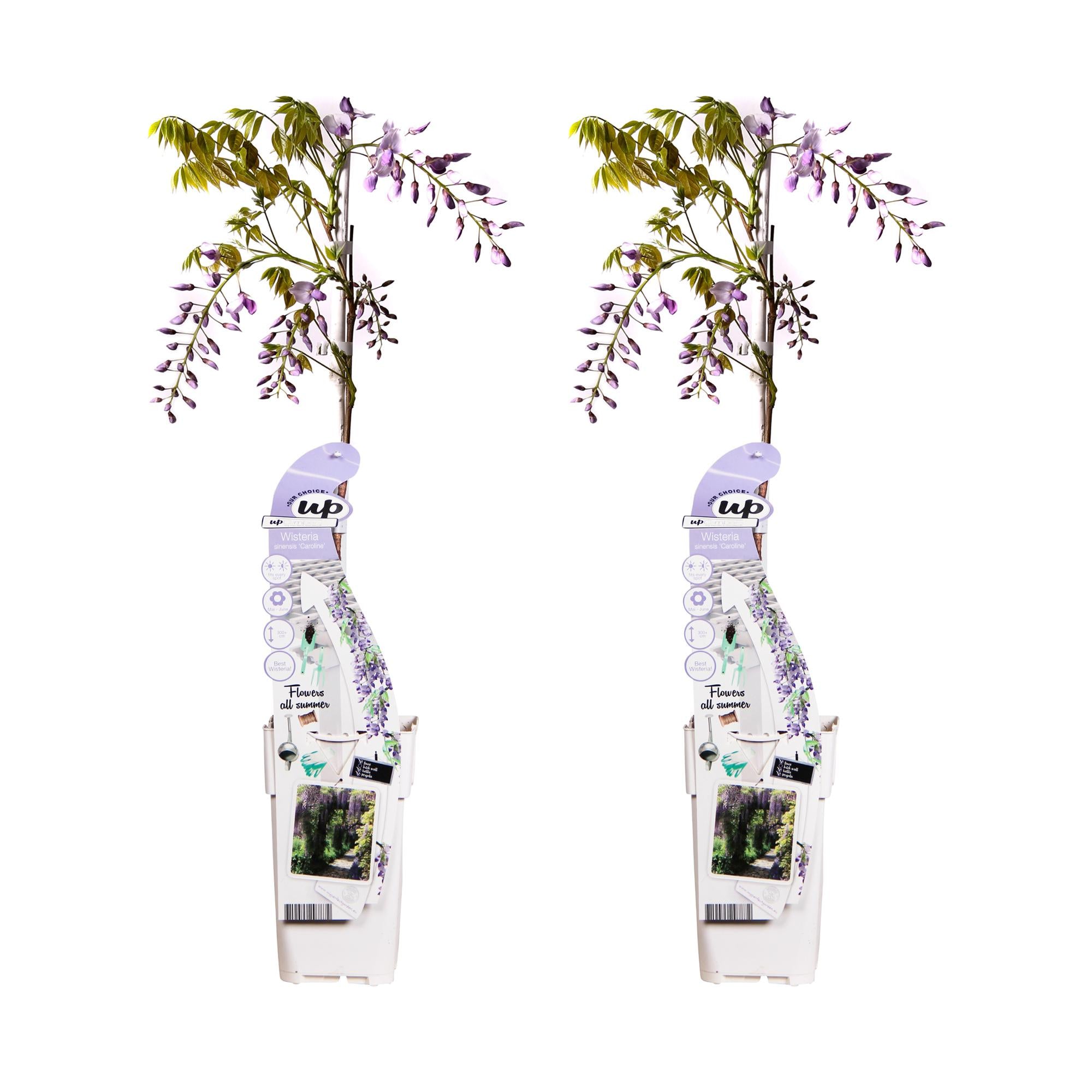 Bild für Variante ↨50 – 70cm・⌀15cm・rosa Blüten・2er-Set