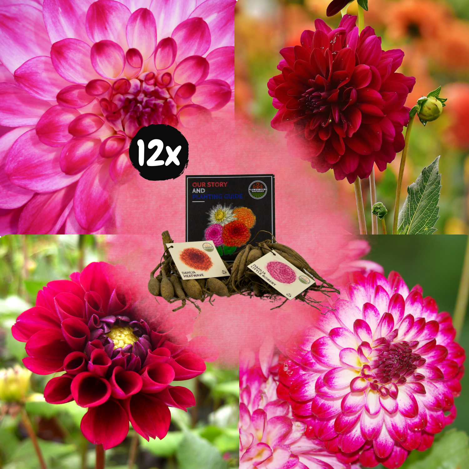 Dahlia - Verschiedene Sorten Dahlienknollen