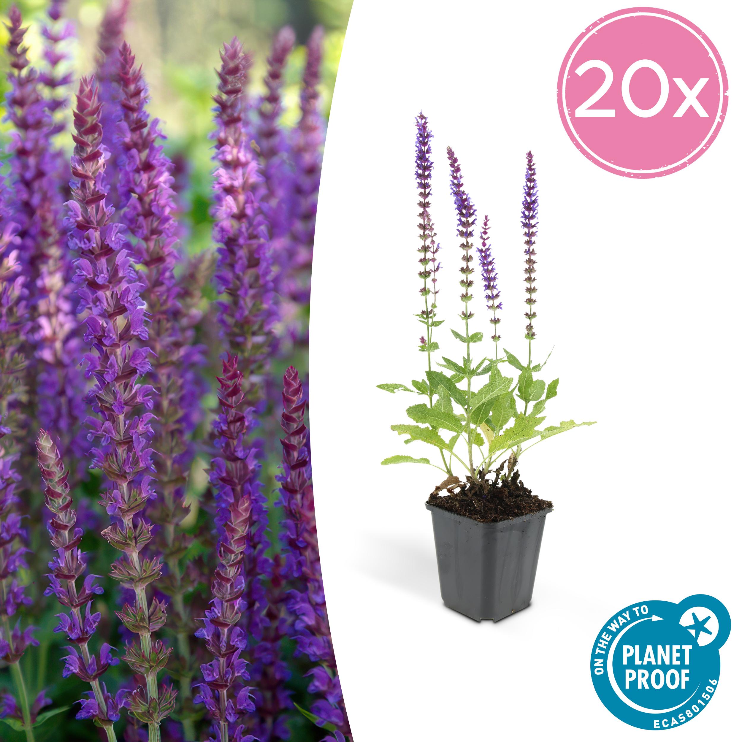 Salvia nemorosa - Verschiedene Sorten winterharter Hain-Salbei