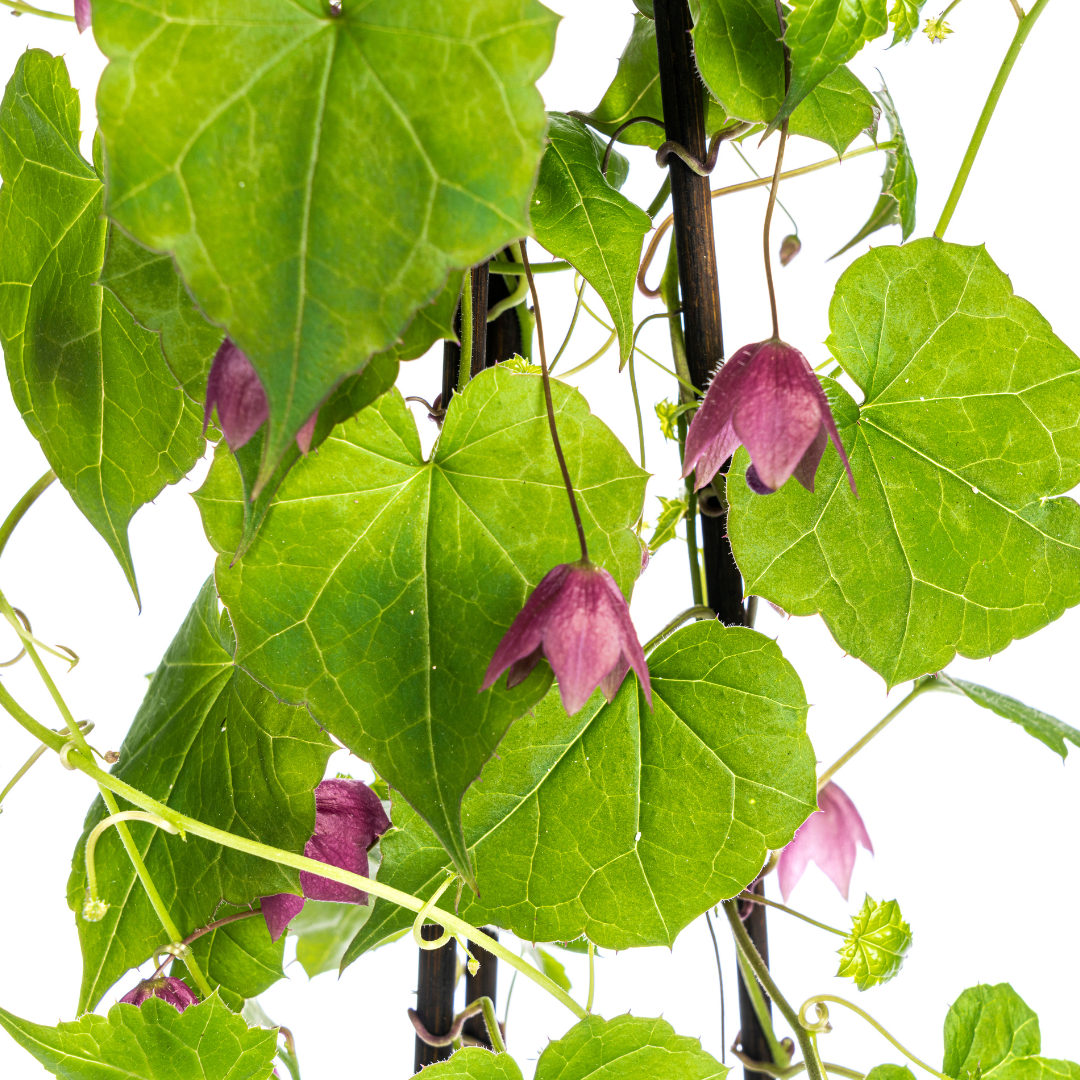 Rhodochiton atrosanguineum &