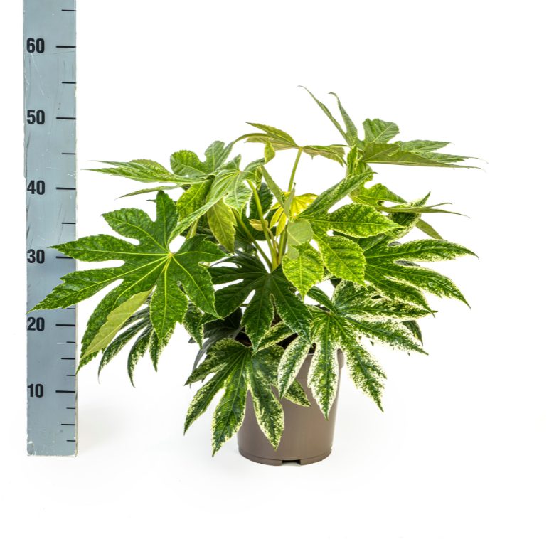 Fatsia japonica variegata - Panaschierte Aralie