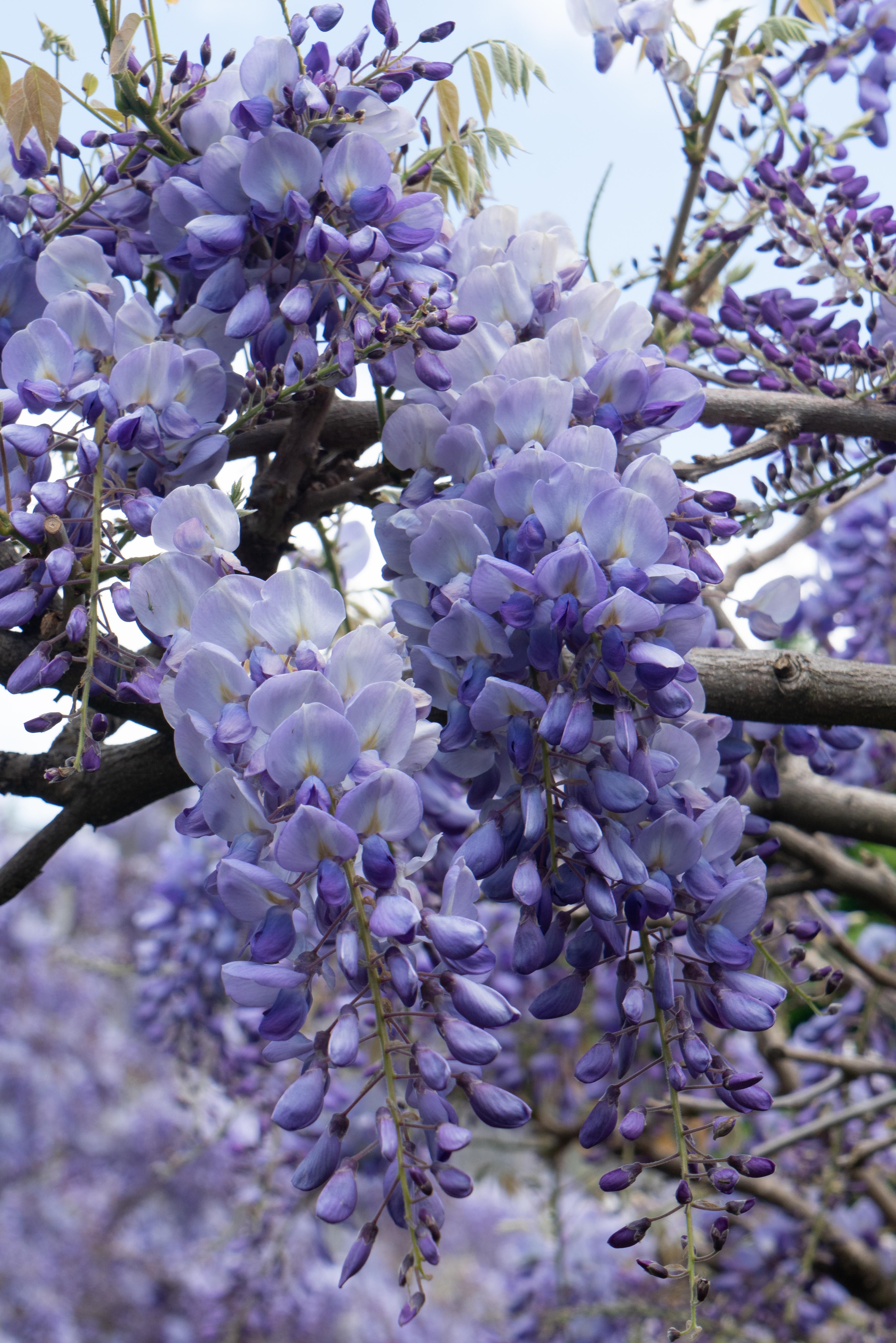 Wisteria sinensis - Chinesischer Blauregen