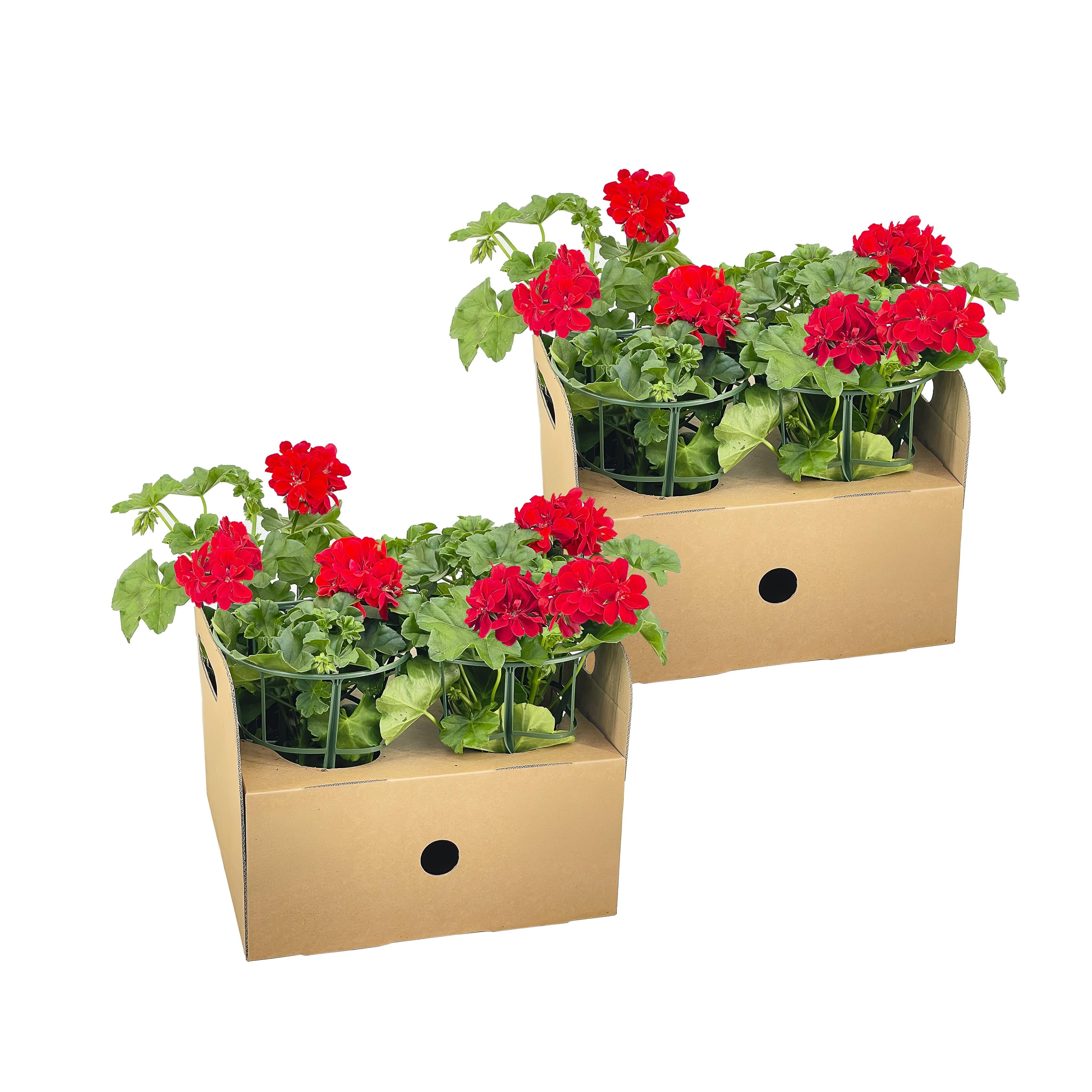 Bild für Variante ↨20 – 30cm・⌀12cm・rote Blüten・2×4er-Set