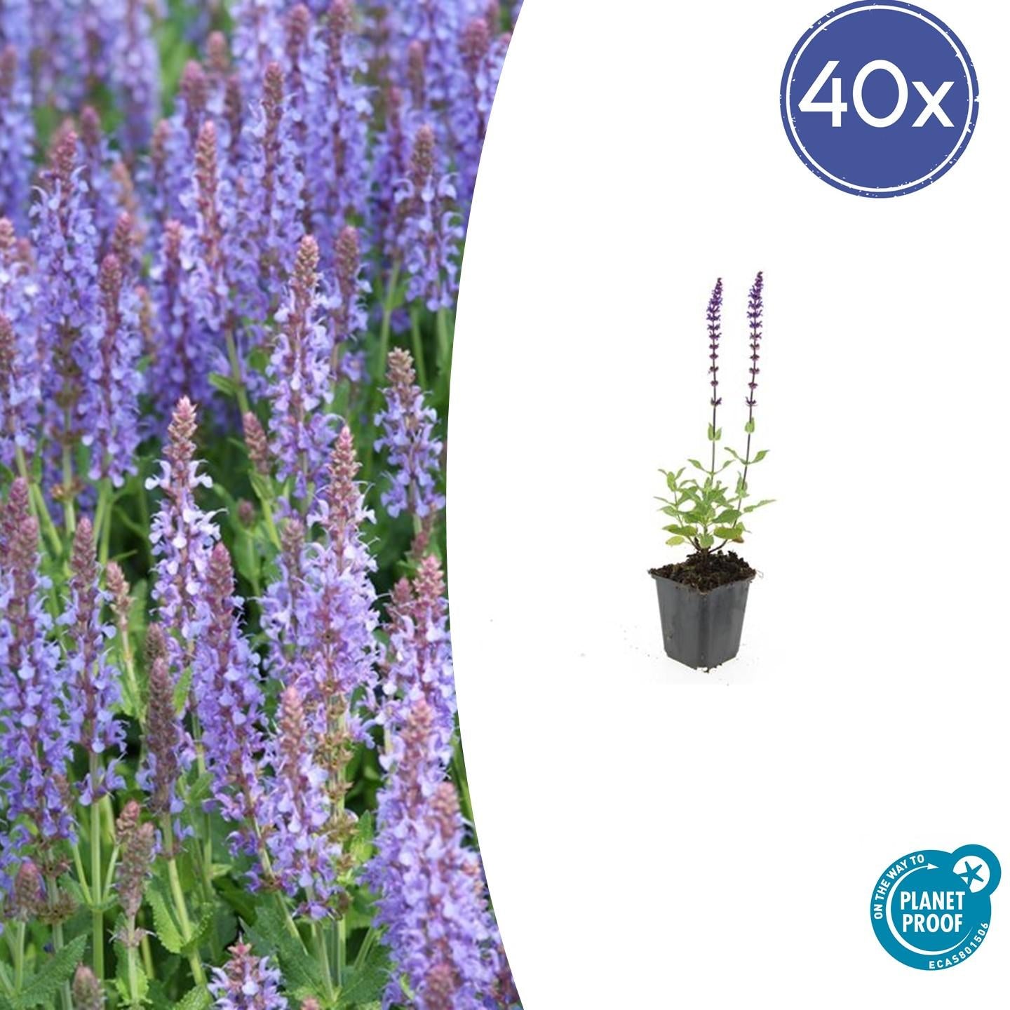 Salvia nemorosa - Verschiedene Sorten winterharter Hain-Salbei