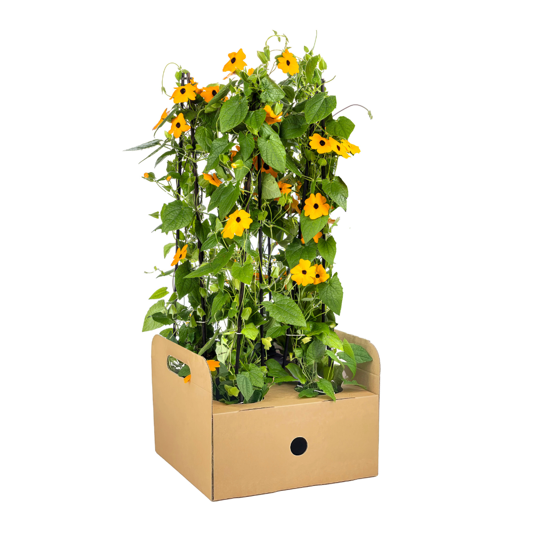 Bild für Variante ↨50 – 70cm・⌀13cm・Farbe &