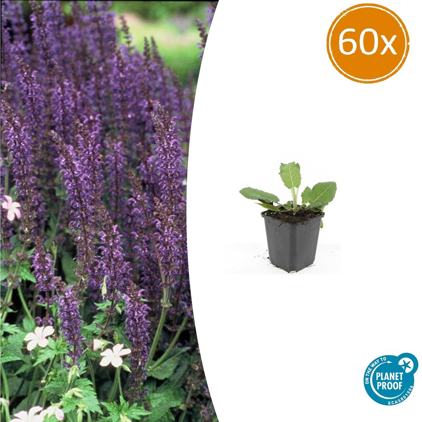 Salvia nemorosa - Verschiedene Sorten winterharter Hain-Salbei