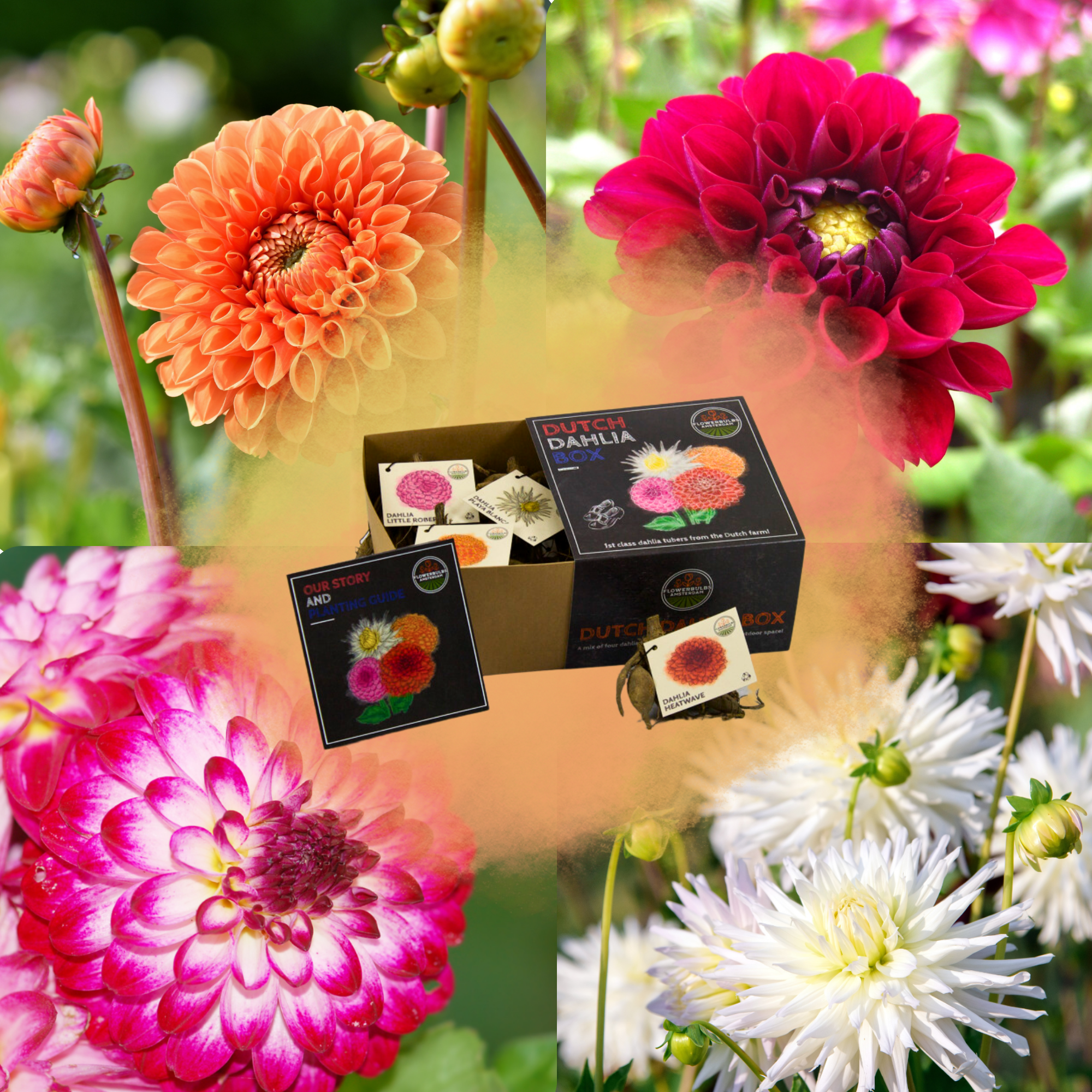 Dahlia - Verschiedene Sorten Dahlienknollen