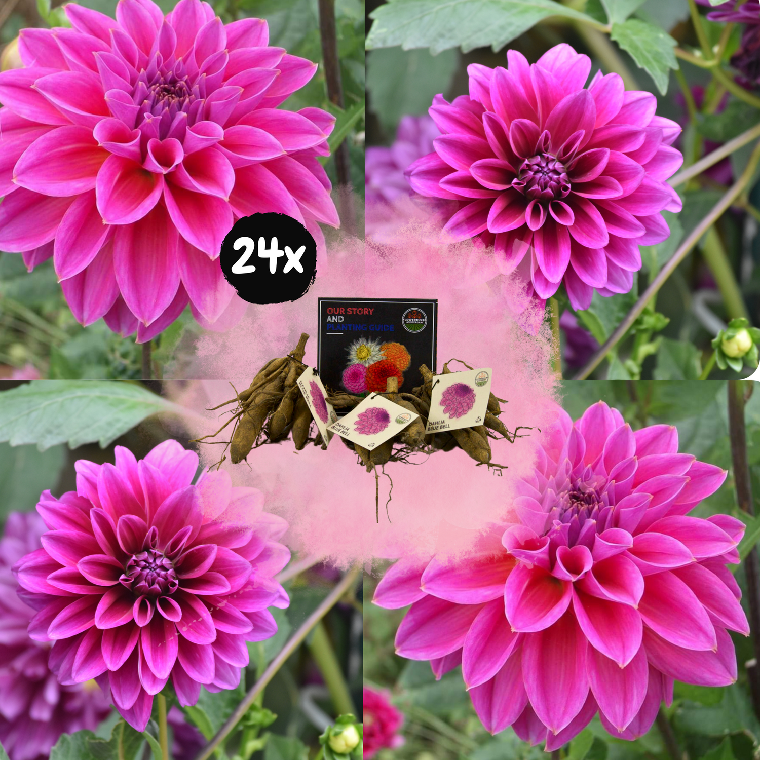 Dahlia - Verschiedene Sorten Dahlienknollen