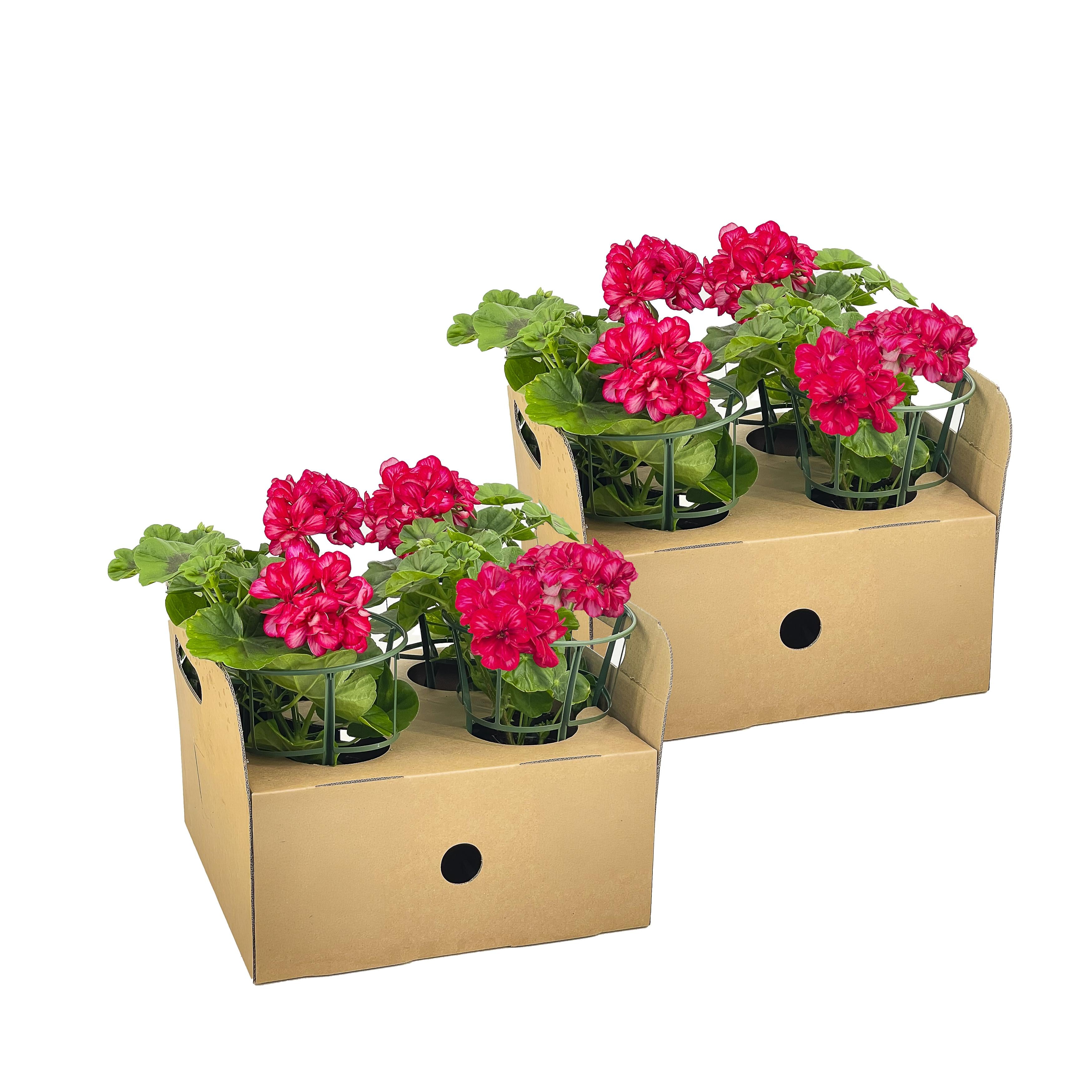 Bild für Variante ↨20 – 30cm・⌀12cm・rosa-rote Blüten・2×4er-Set