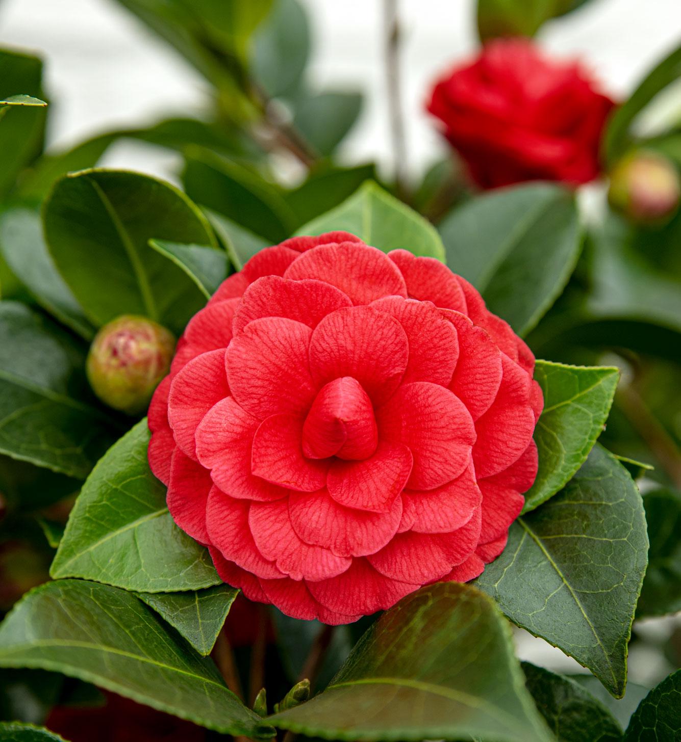 Camellia japonica - Japanische Kamelie