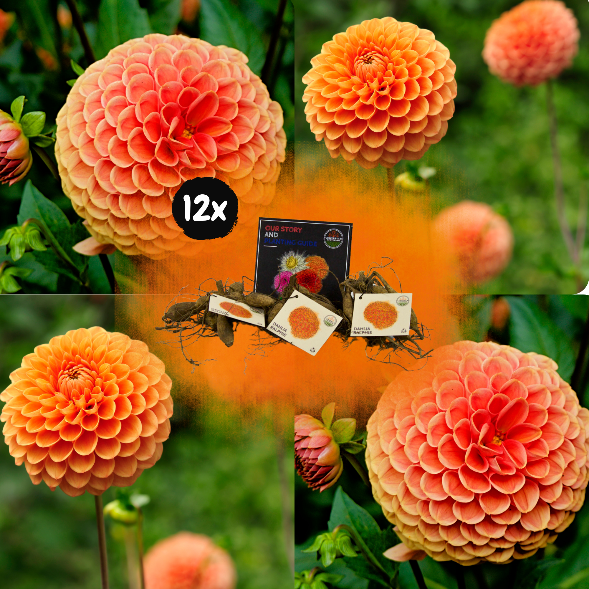 Dahlia - Verschiedene Sorten Dahlienknollen