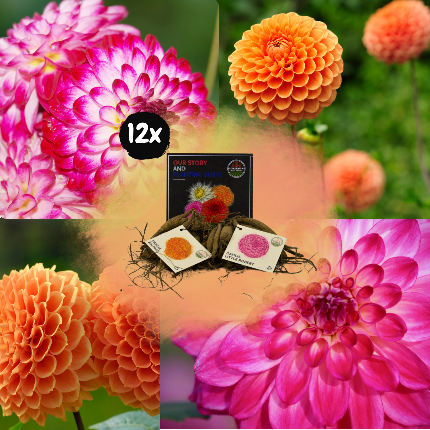 Dahlia - Verschiedene Sorten Dahlienknollen