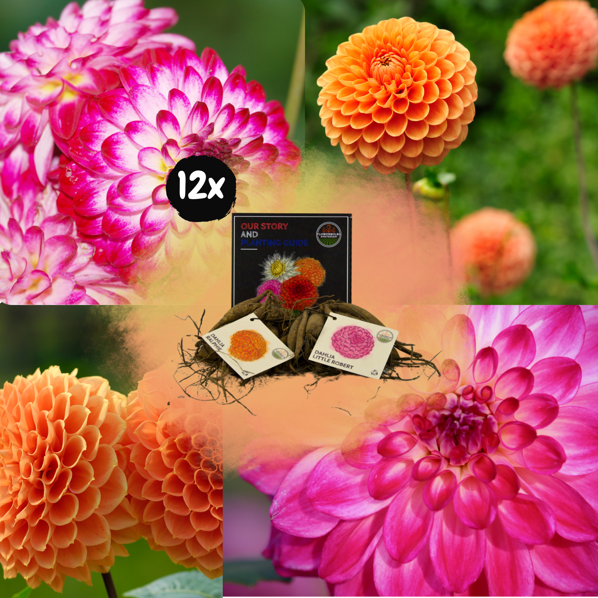 Dahlia - Verschiedene Sorten Dahlienknollen