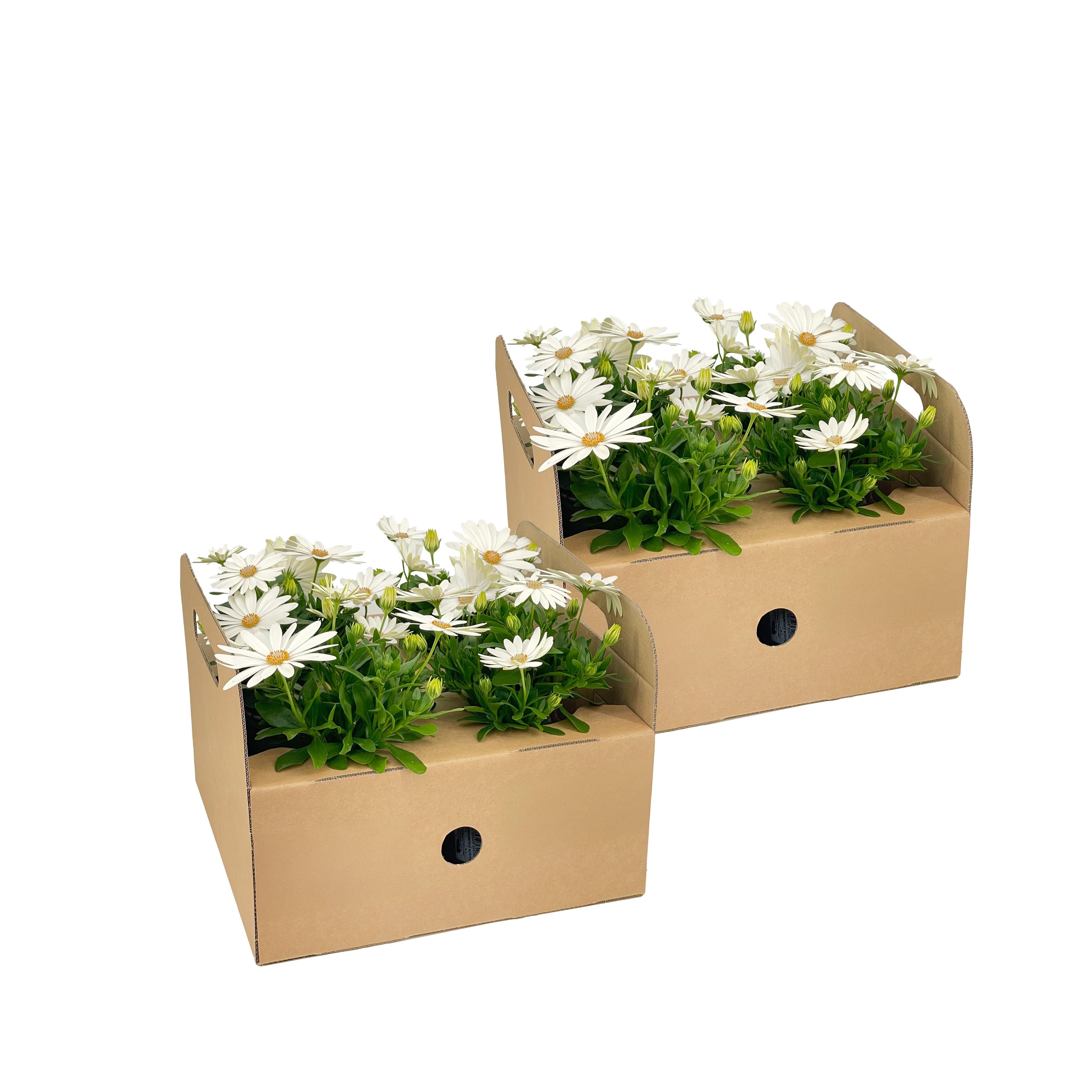 Bild für Variante ↨20 – 30cm・⌀12cm・weiße Blüten・2×4er-Set