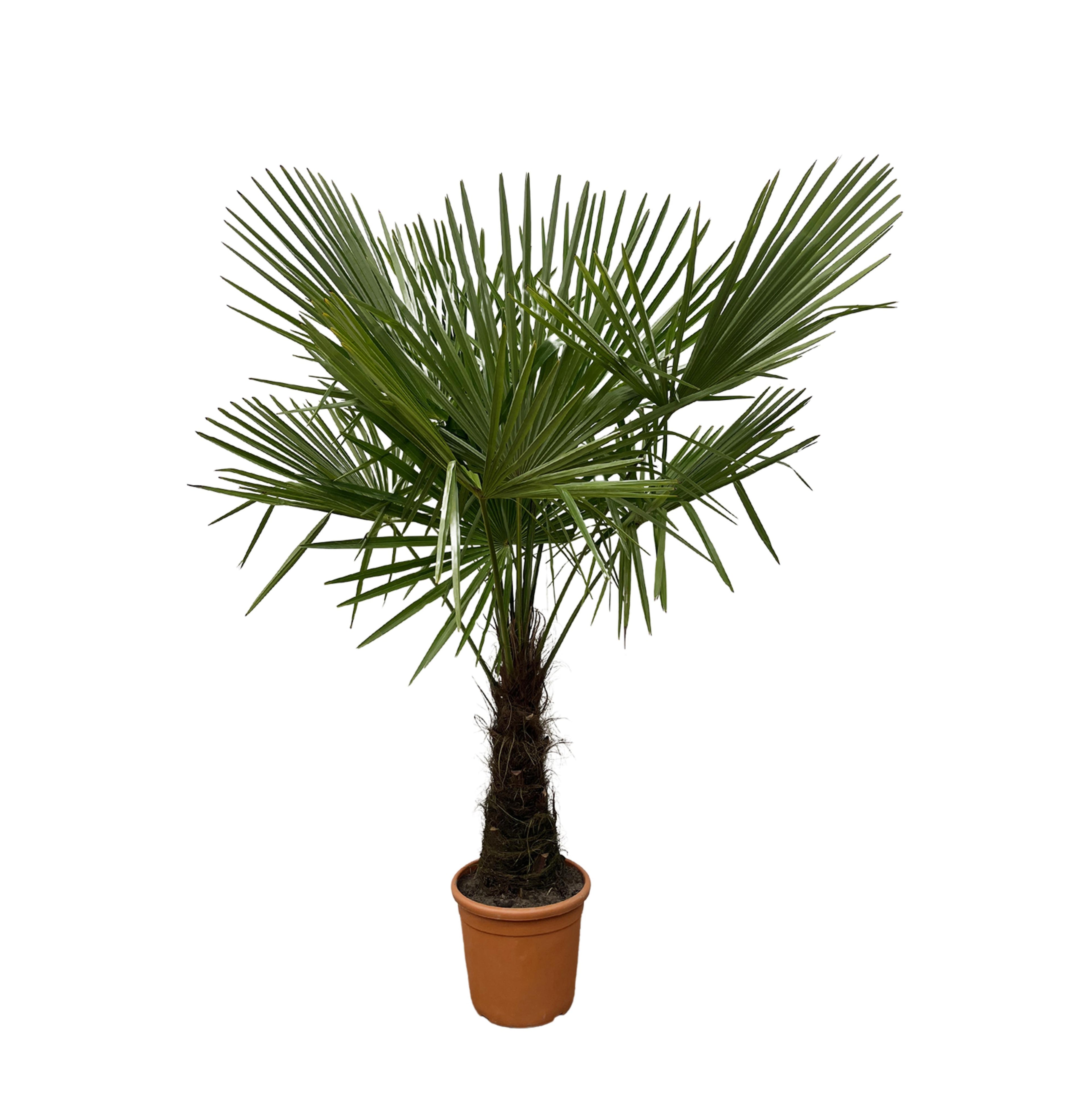 Trachycarpus Fortunei - Chinesische Hanfpalme