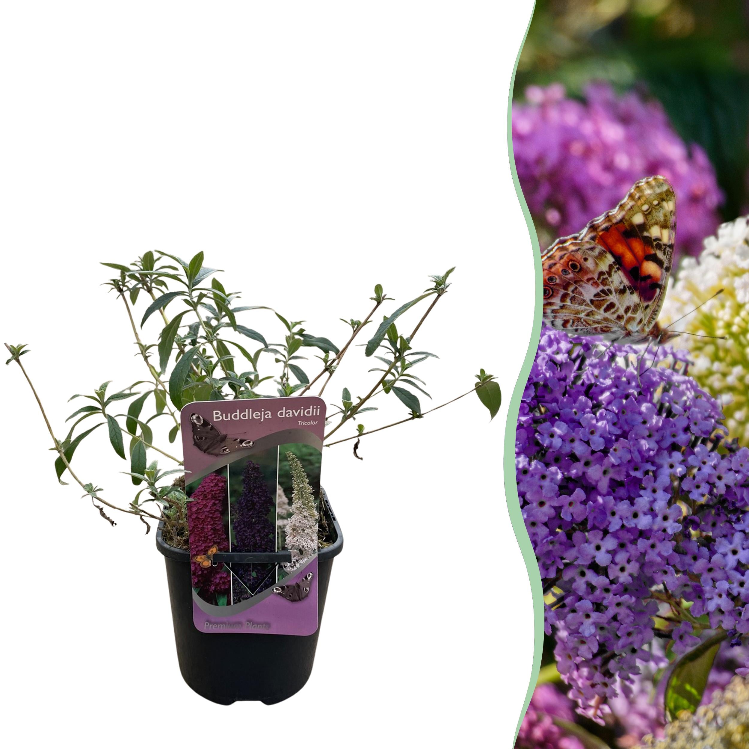 Buddleja davidii - Zwerg-Schmetterlingsflieder, Sommerflieder