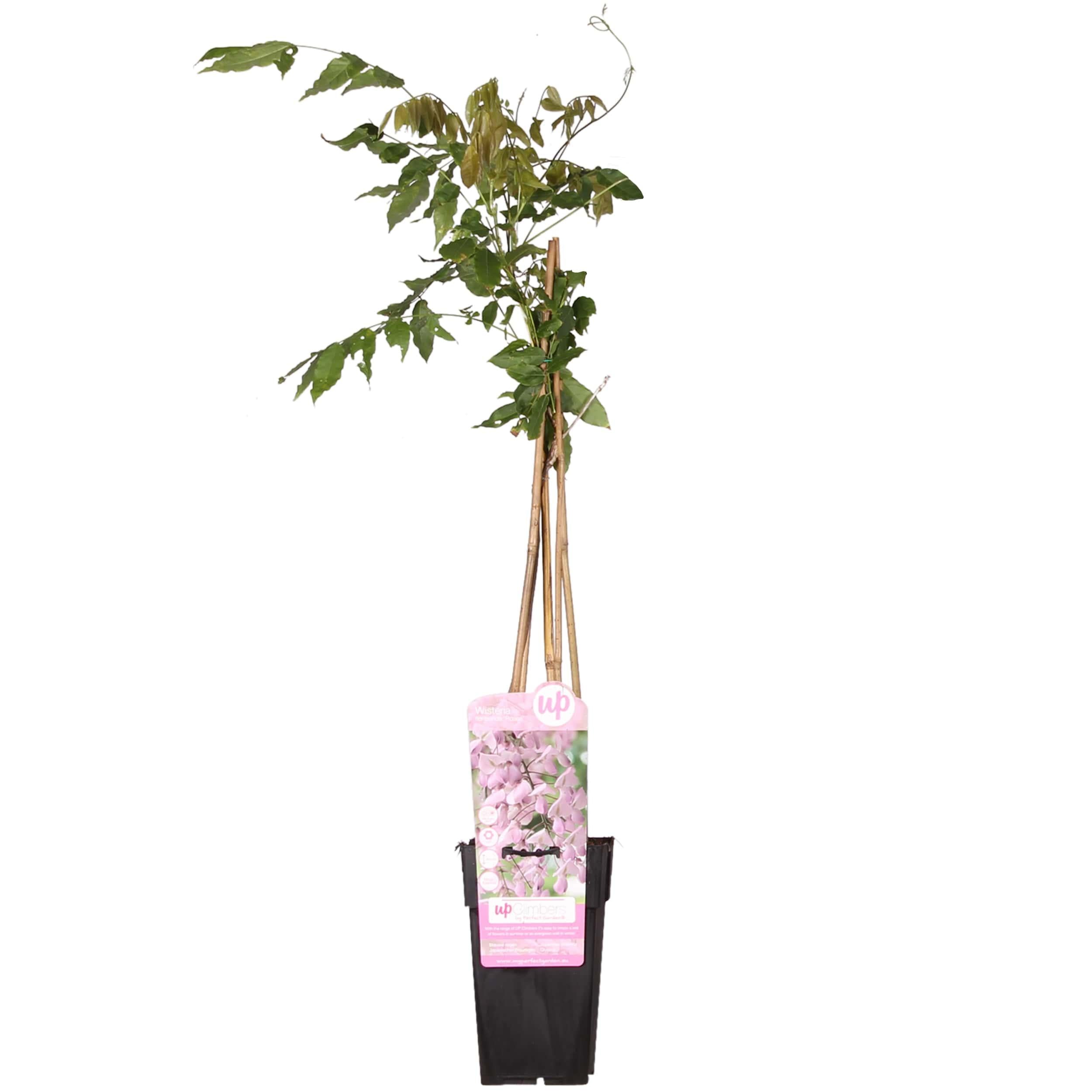 Bild für Variante ↨50 – 70cm・⌀15cm・rosa Blüten