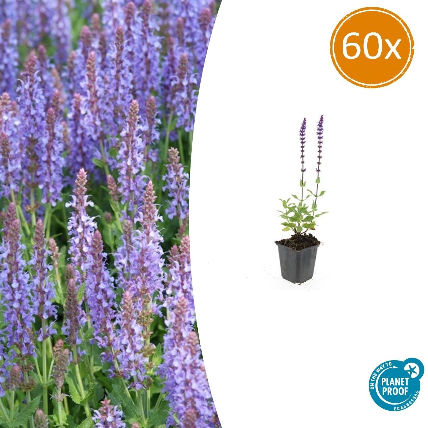 Salvia nemorosa - Verschiedene Sorten winterharter Hain-Salbei