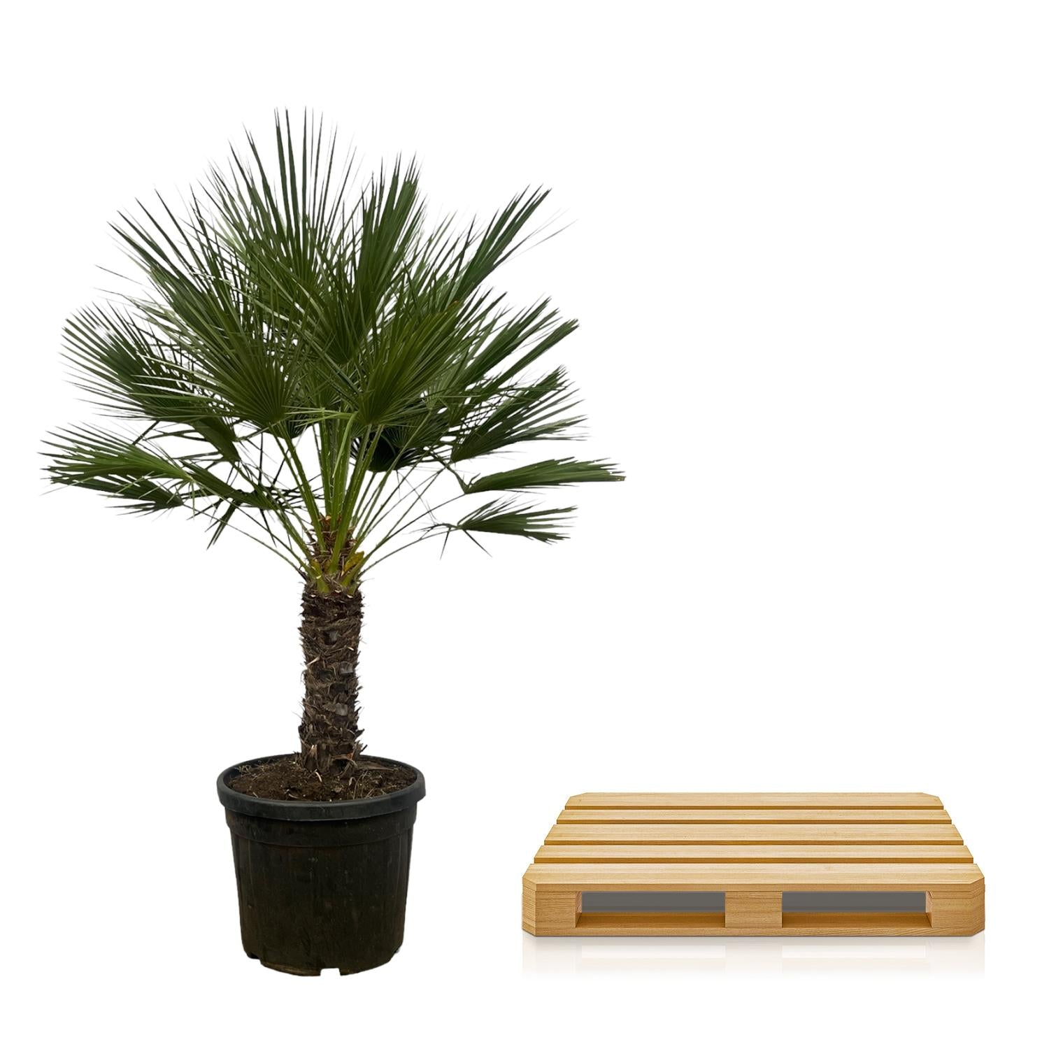 Chamaerops humilis - Europäische Zwergpalme