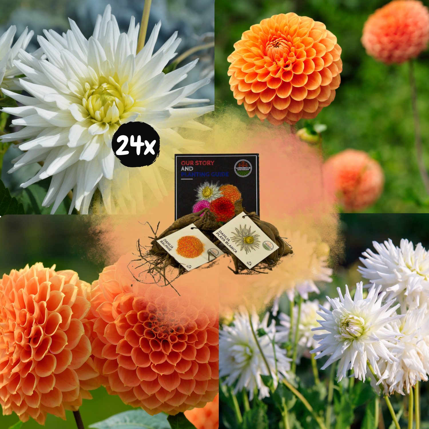 Dahlia - Verschiedene Sorten Dahlienknollen