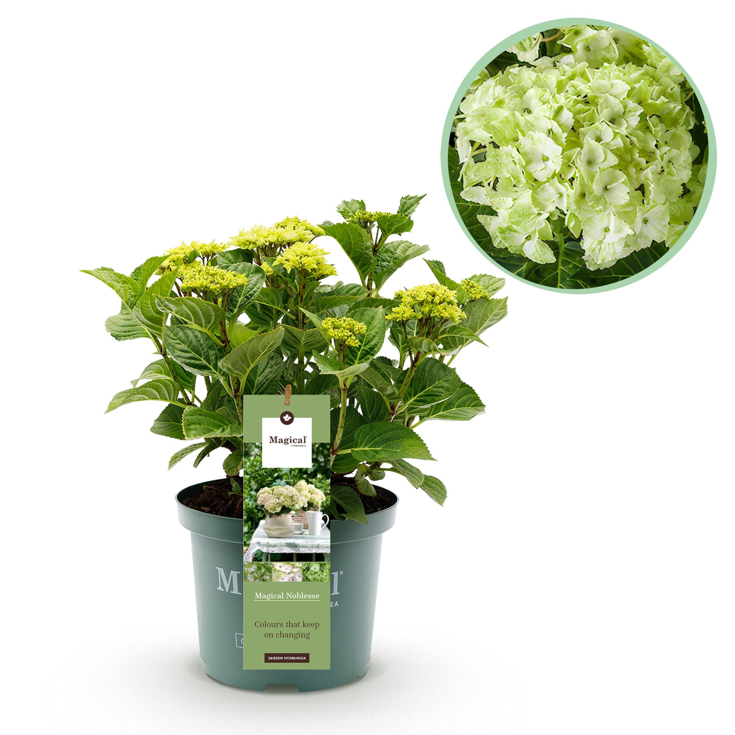 Hydrangea macrophylla - Bauernhortensie, Gartenhortensie
