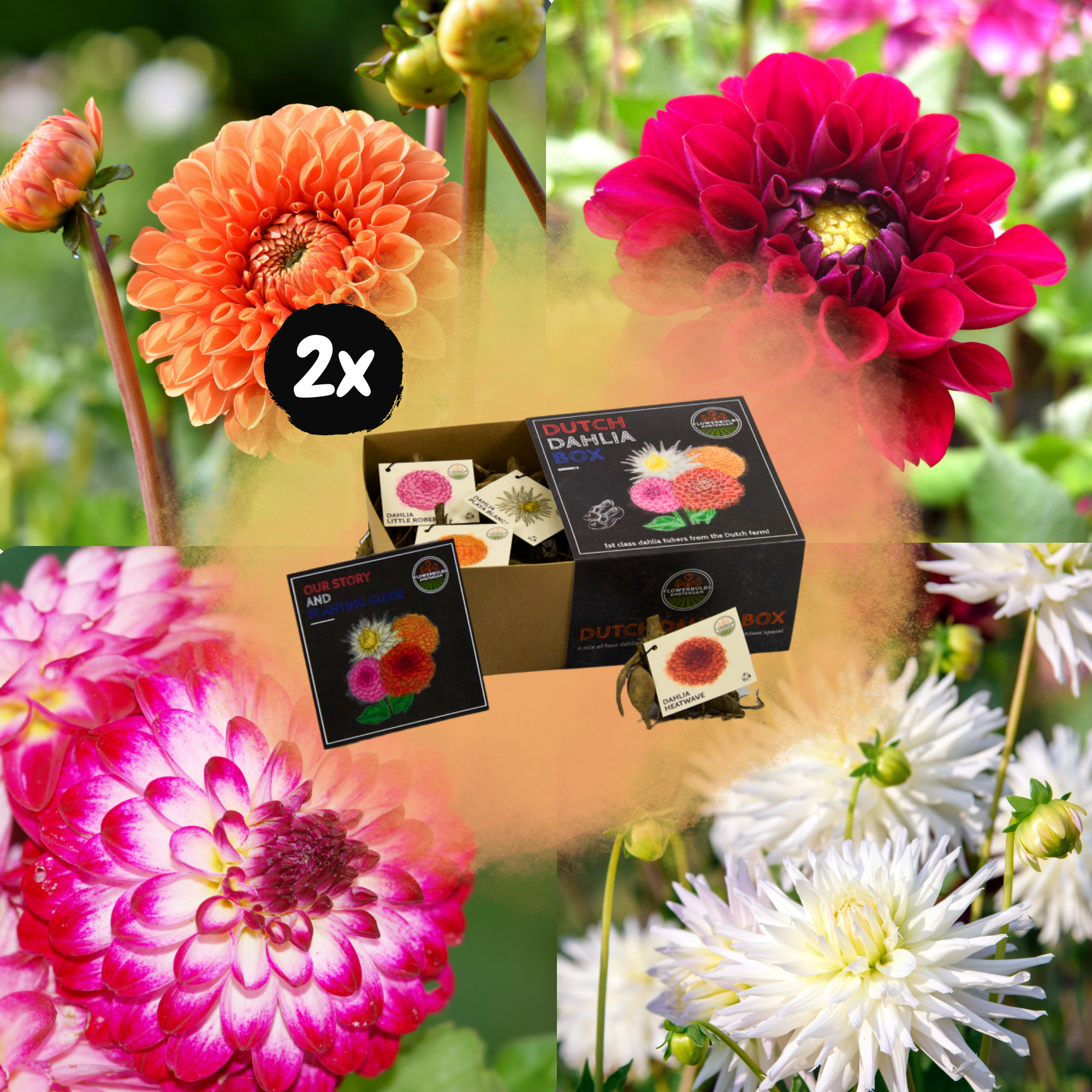 Dahlia - Verschiedene Sorten Dahlienknollen