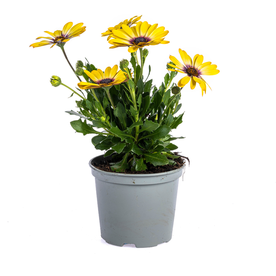 Osteospermum ecklonis - Kapkörbchen, Bornholmmargerite