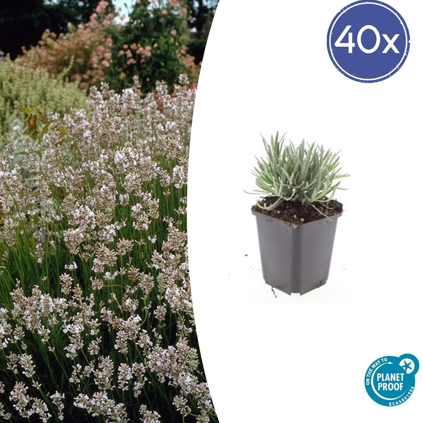 Bild für Variante ↨20 – 30cm・⌀9cm・Sorte &