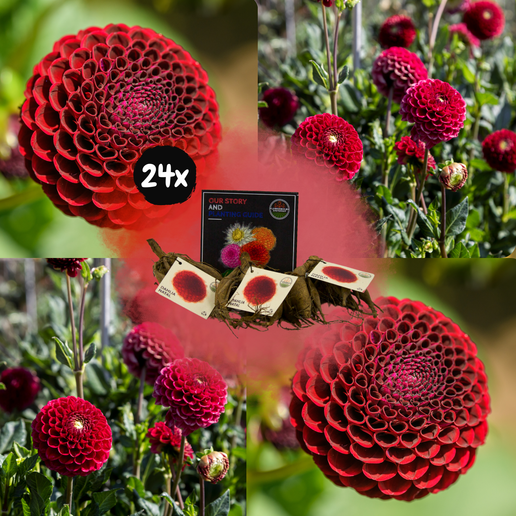 Dahlia - Verschiedene Sorten Dahlienknollen