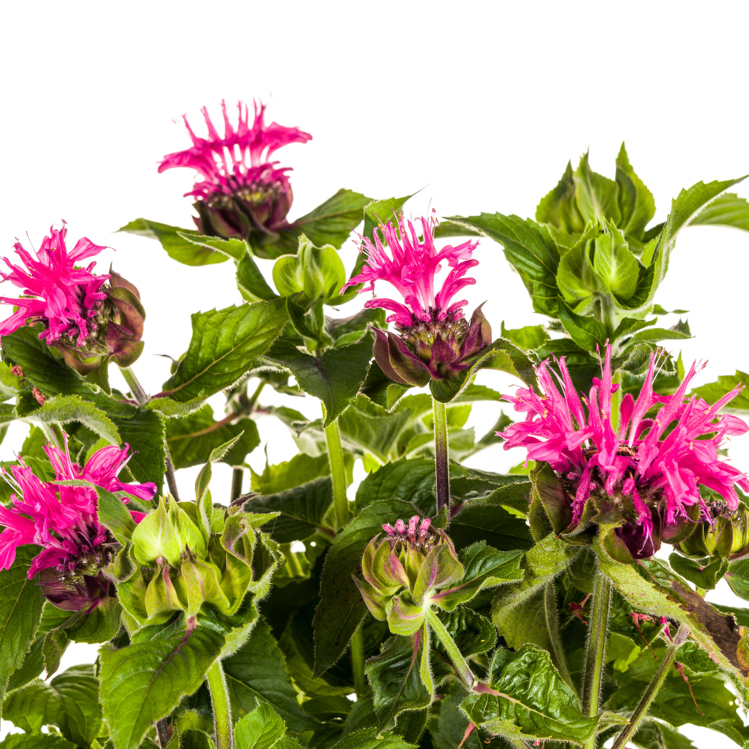 Monarda didyma - Goldmelisse, Indianernessel