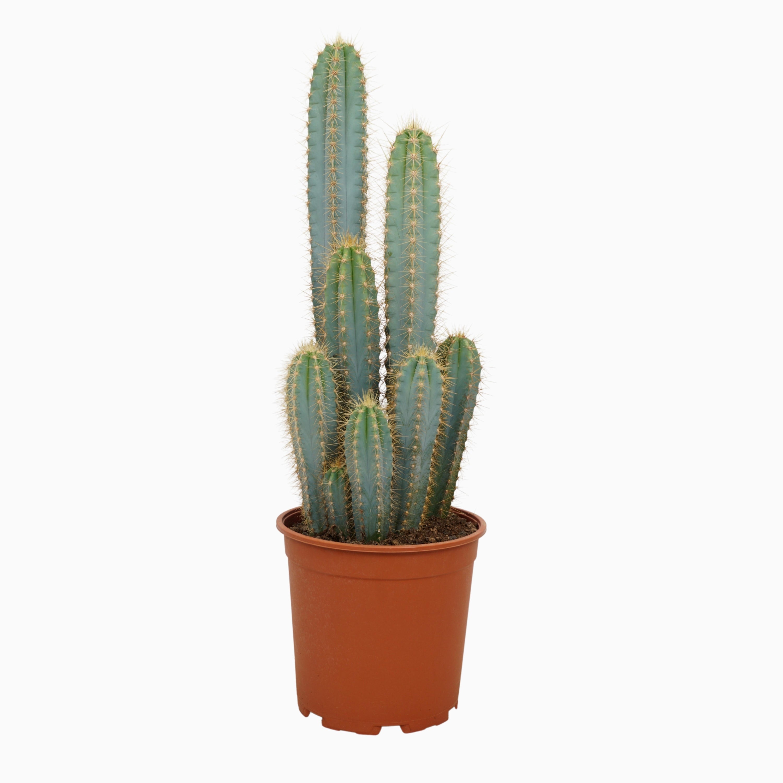 Pilosocereus azureus - Blauer Säulenkaktus