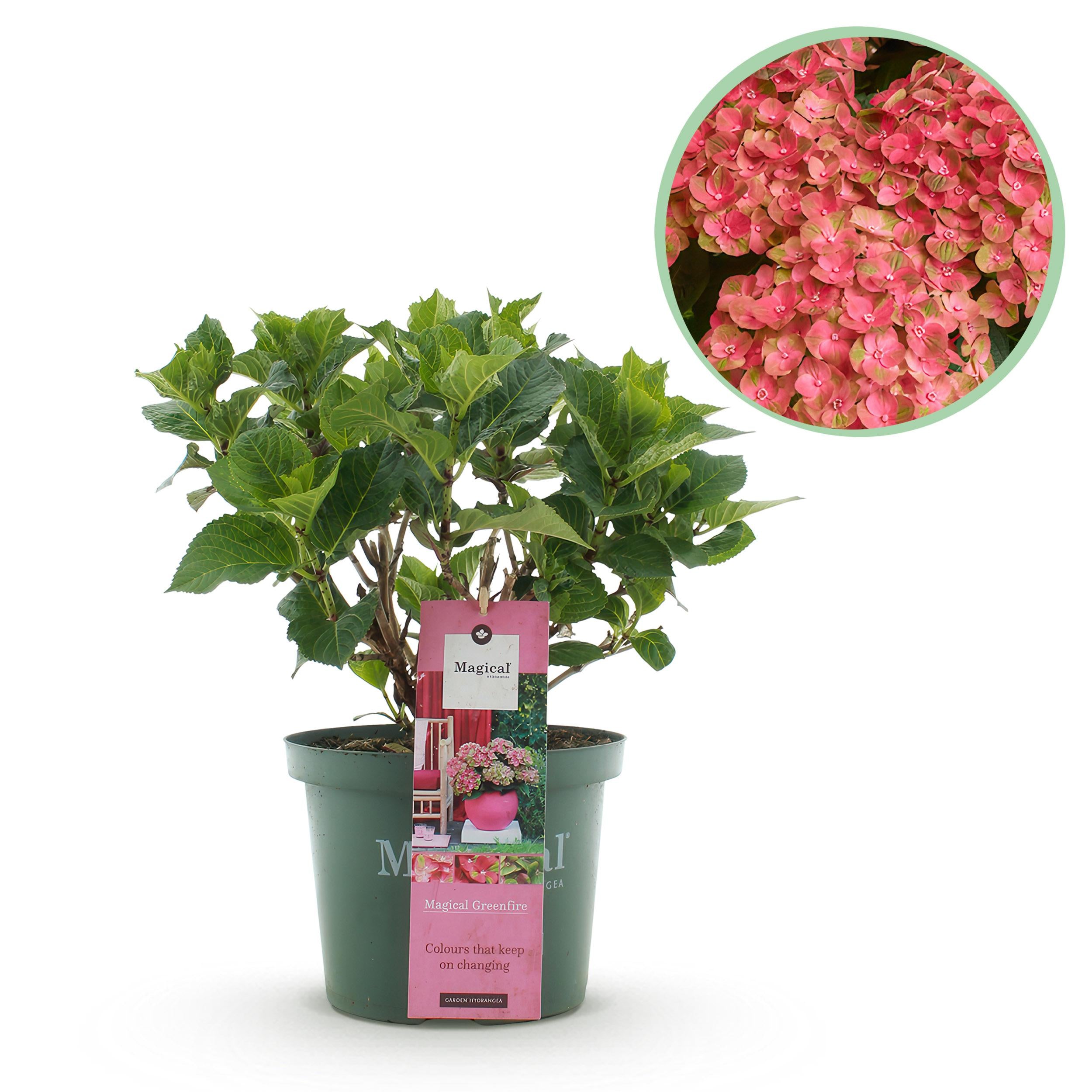 Hydrangea macrophylla - Bauernhortensie, Gartenhortensie