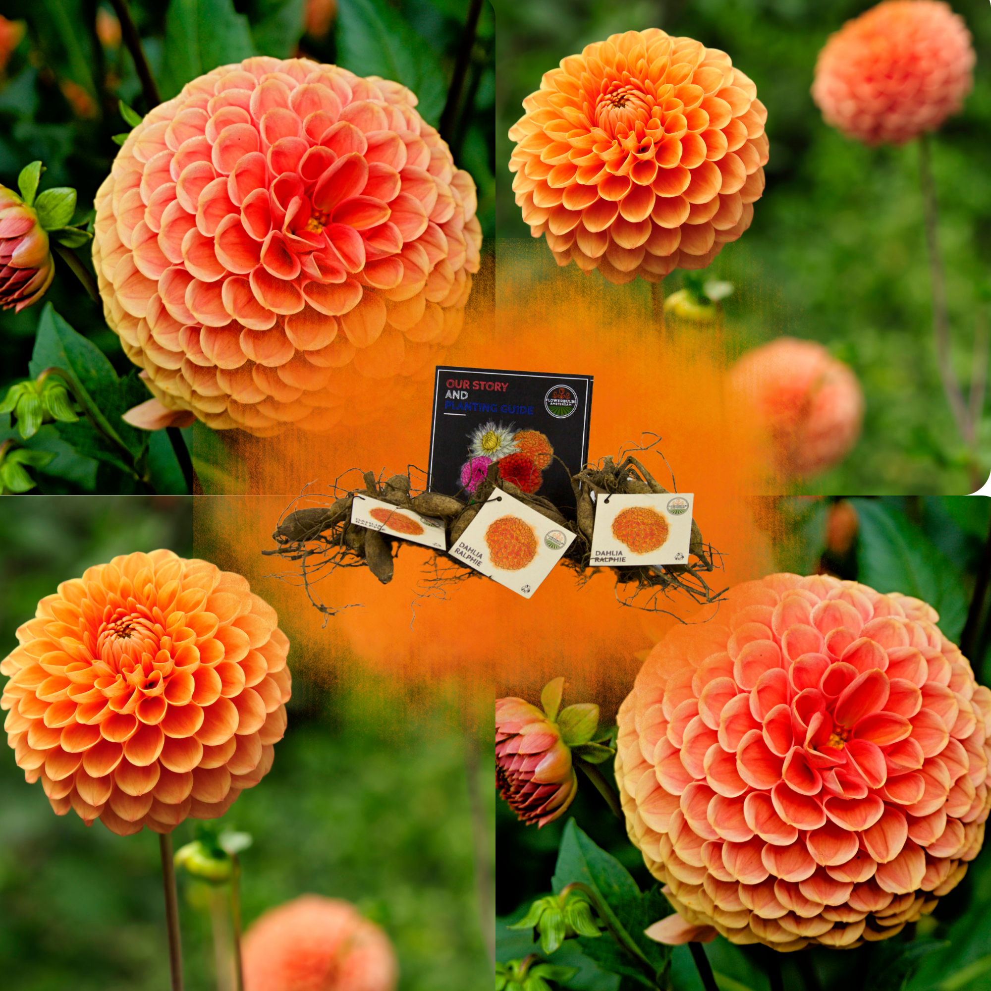 Dahlia - Verschiedene Sorten Dahlienknollen